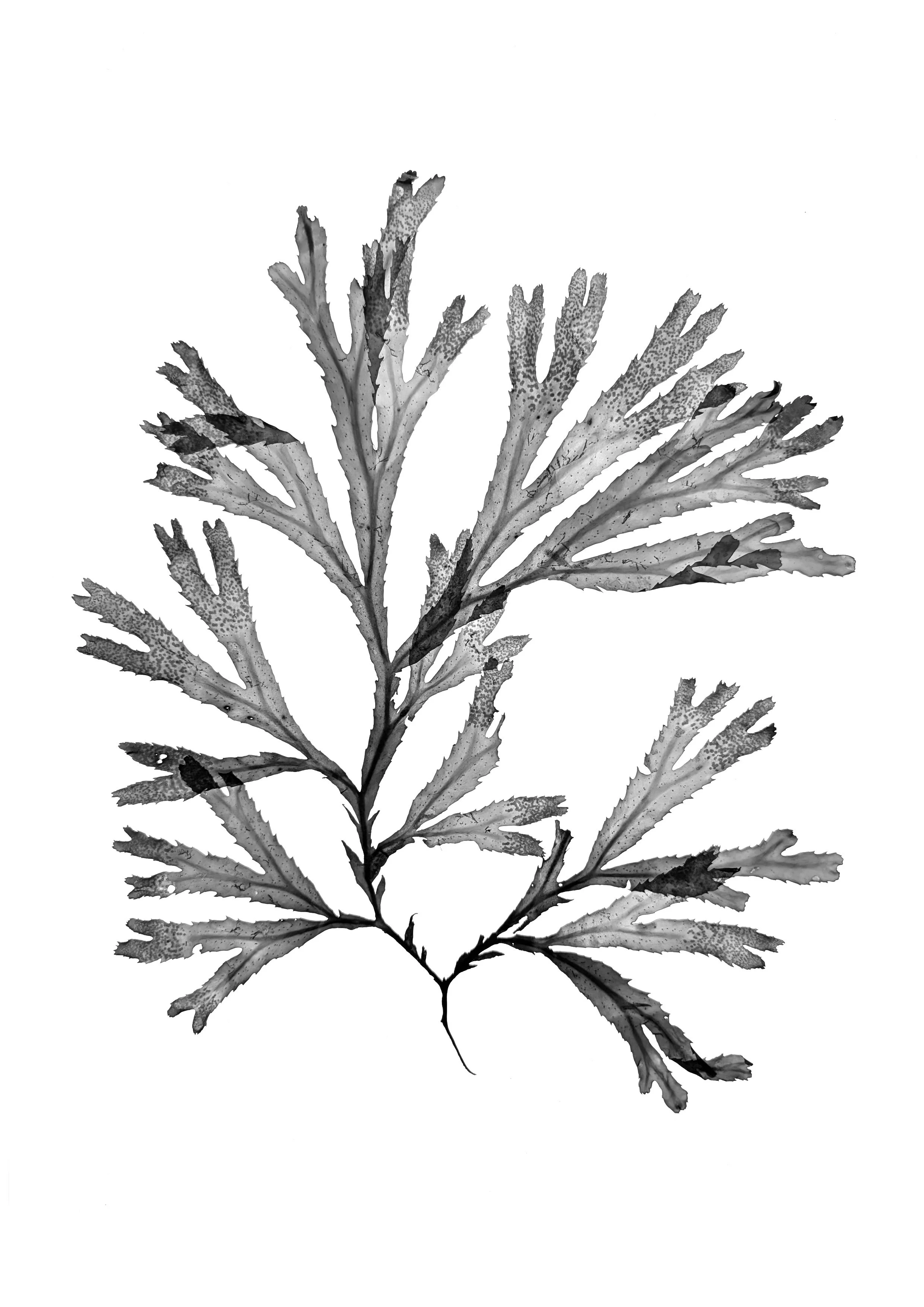 Serrated Wrack seaweed, large, 40cm