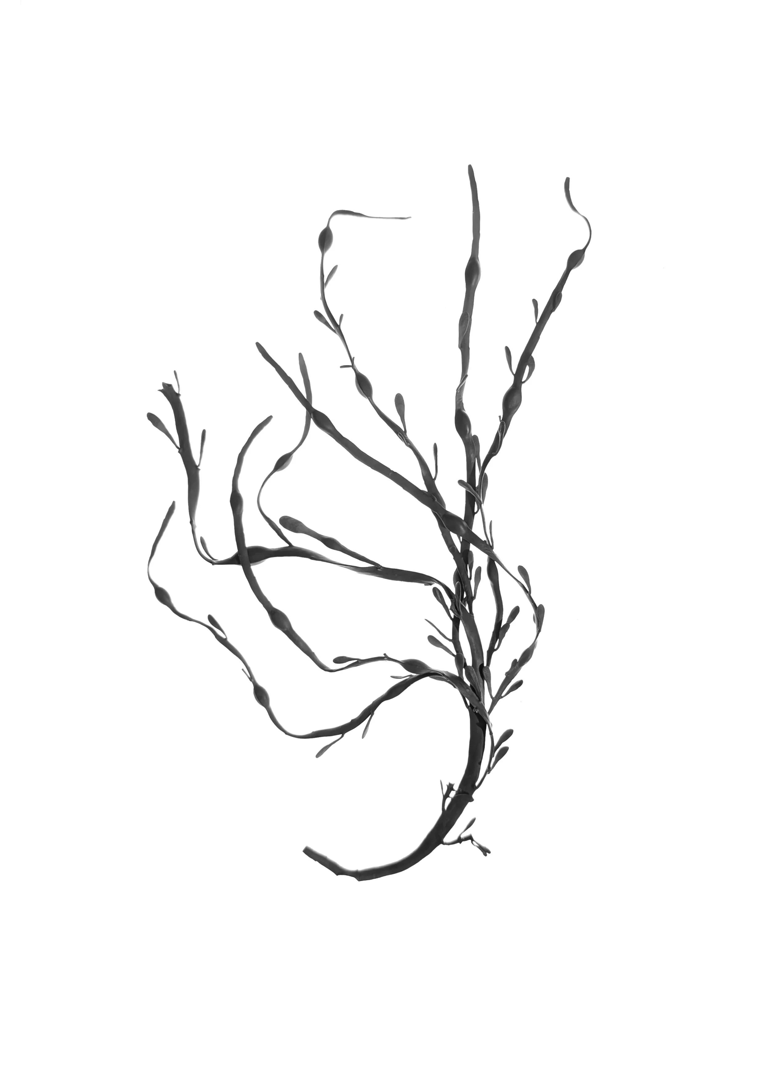 Egg Wrack Seaweed 25cm +