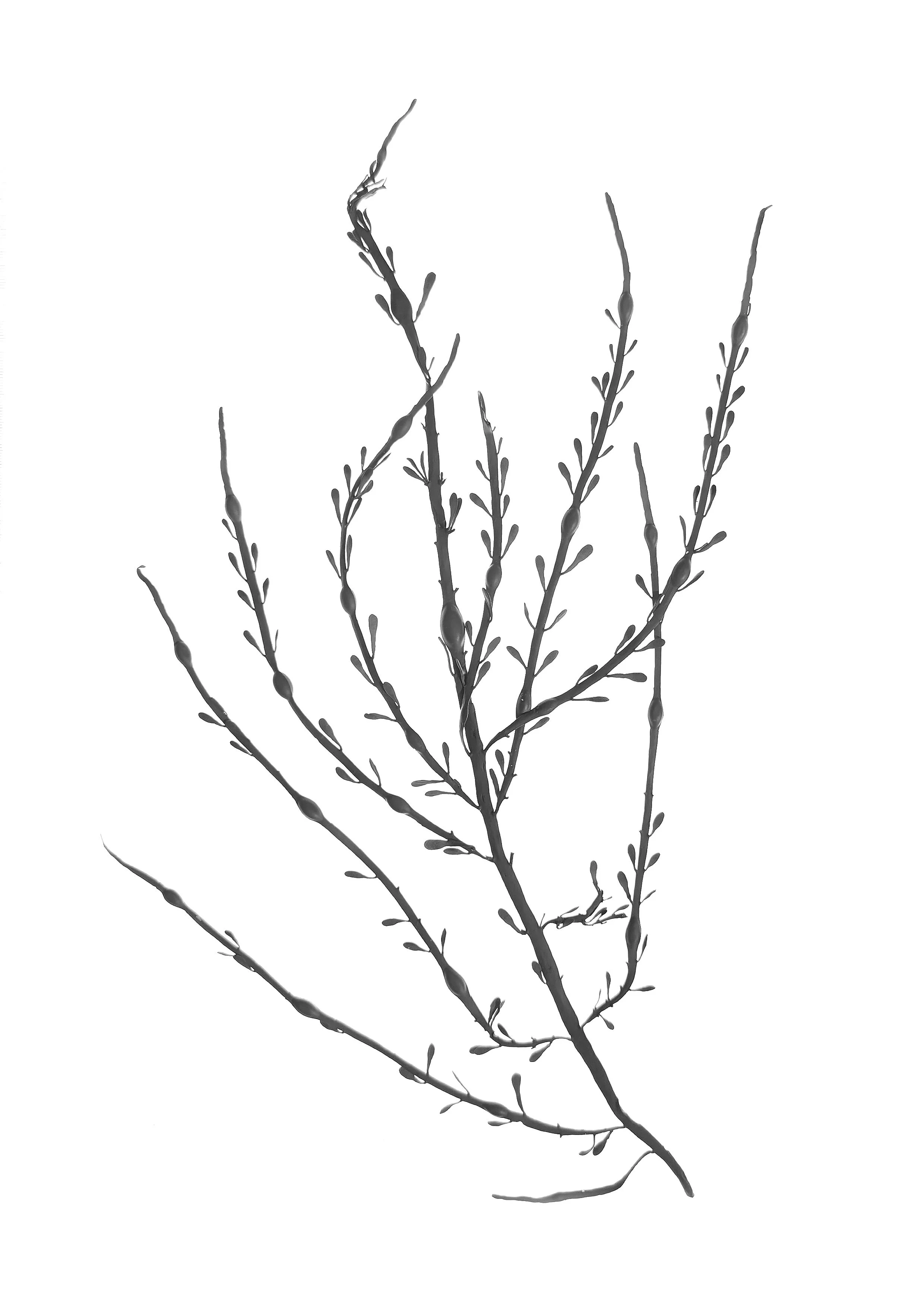Egg Wrack Seaweed 35cm