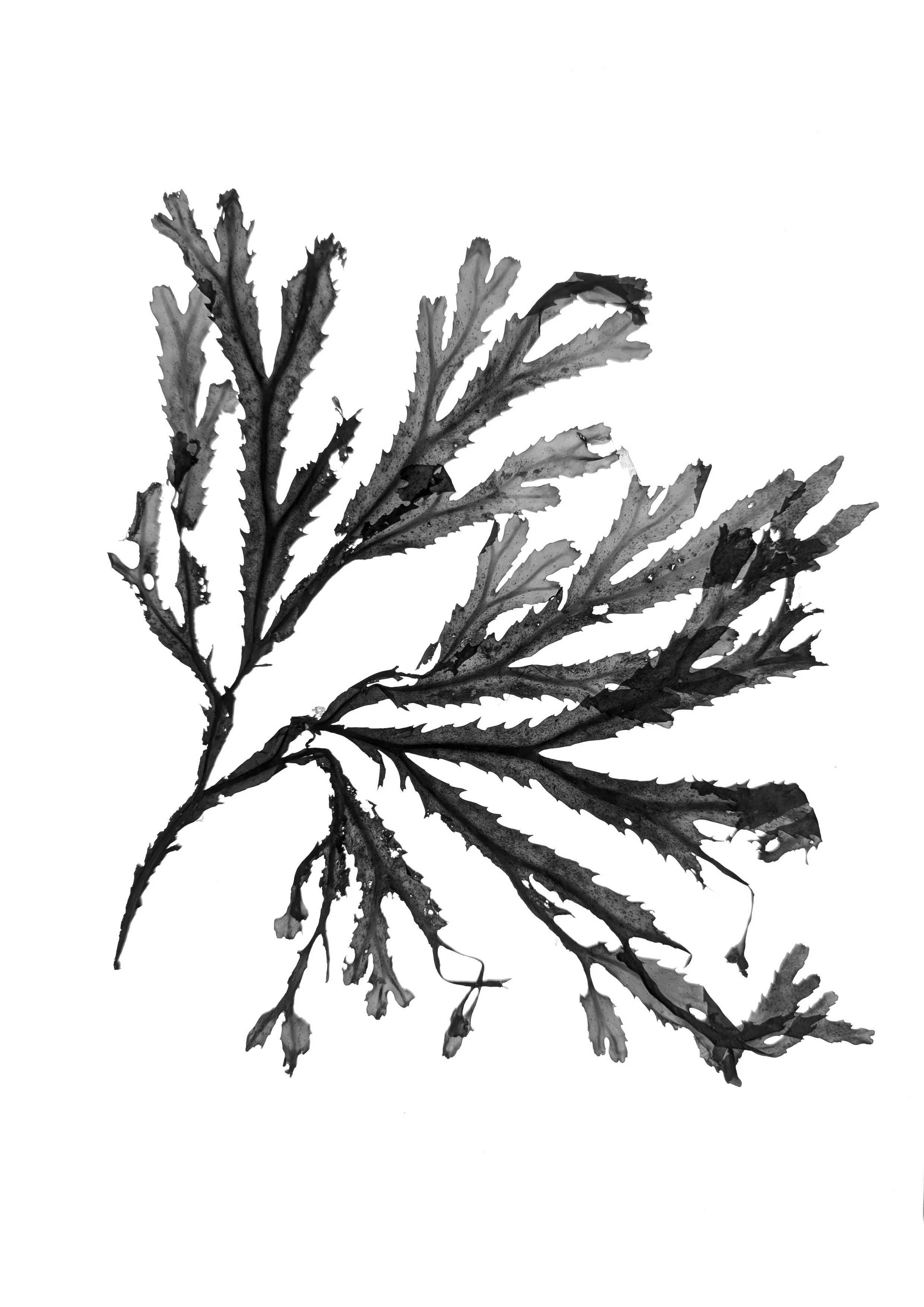 Serrated Wrack large 30cm+