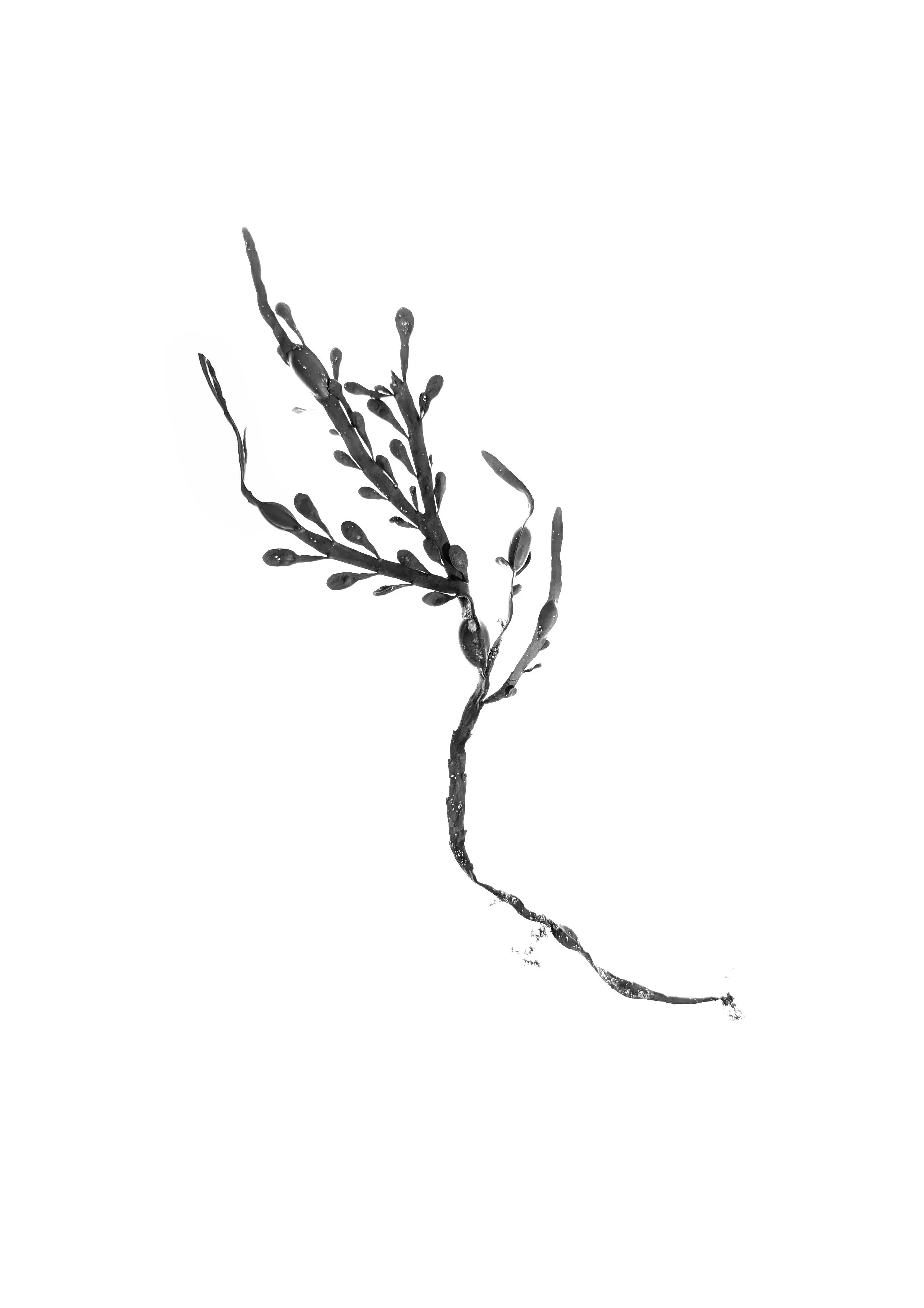 Egg Wrack, 15cm