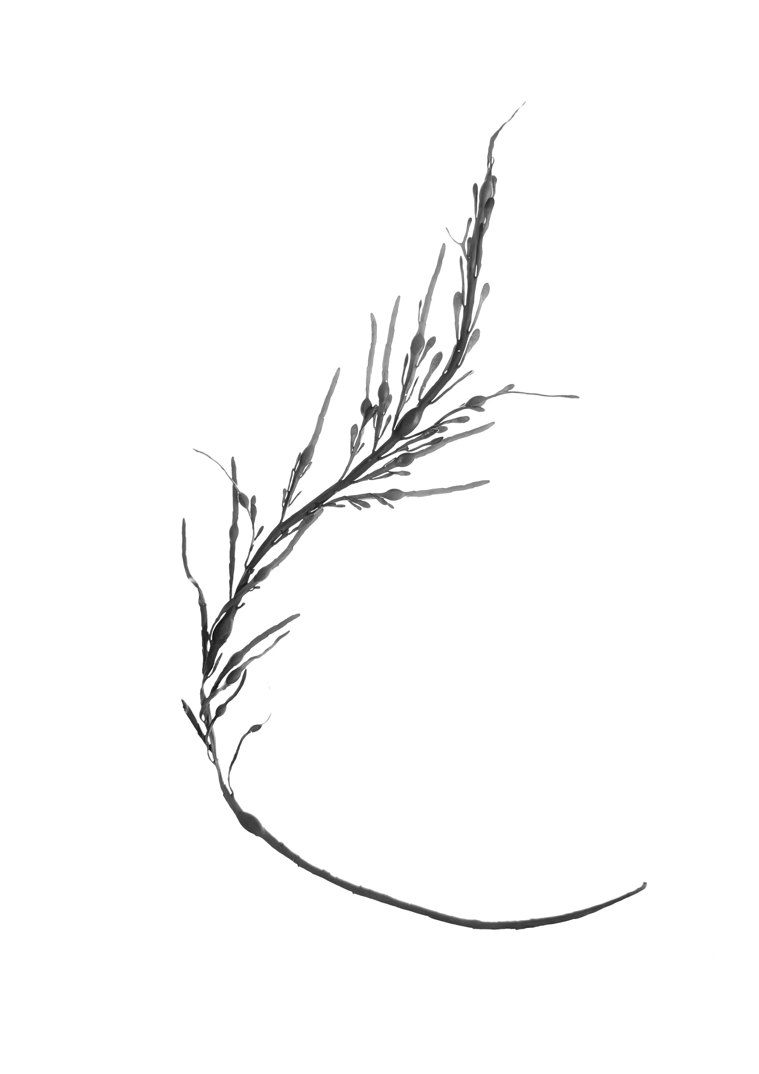 Egg Wrack 25cm +