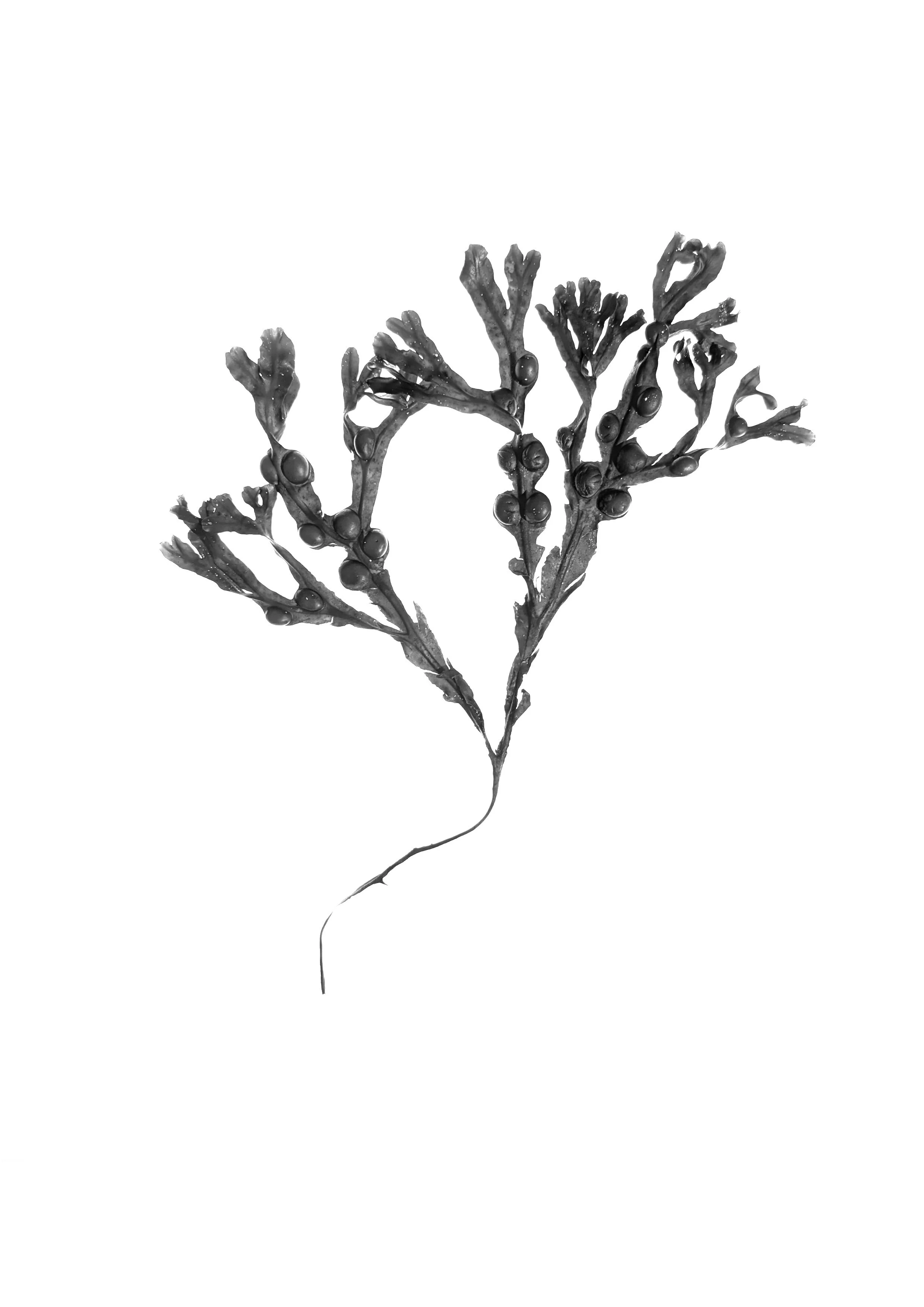 Bladder Wrack, 20cm