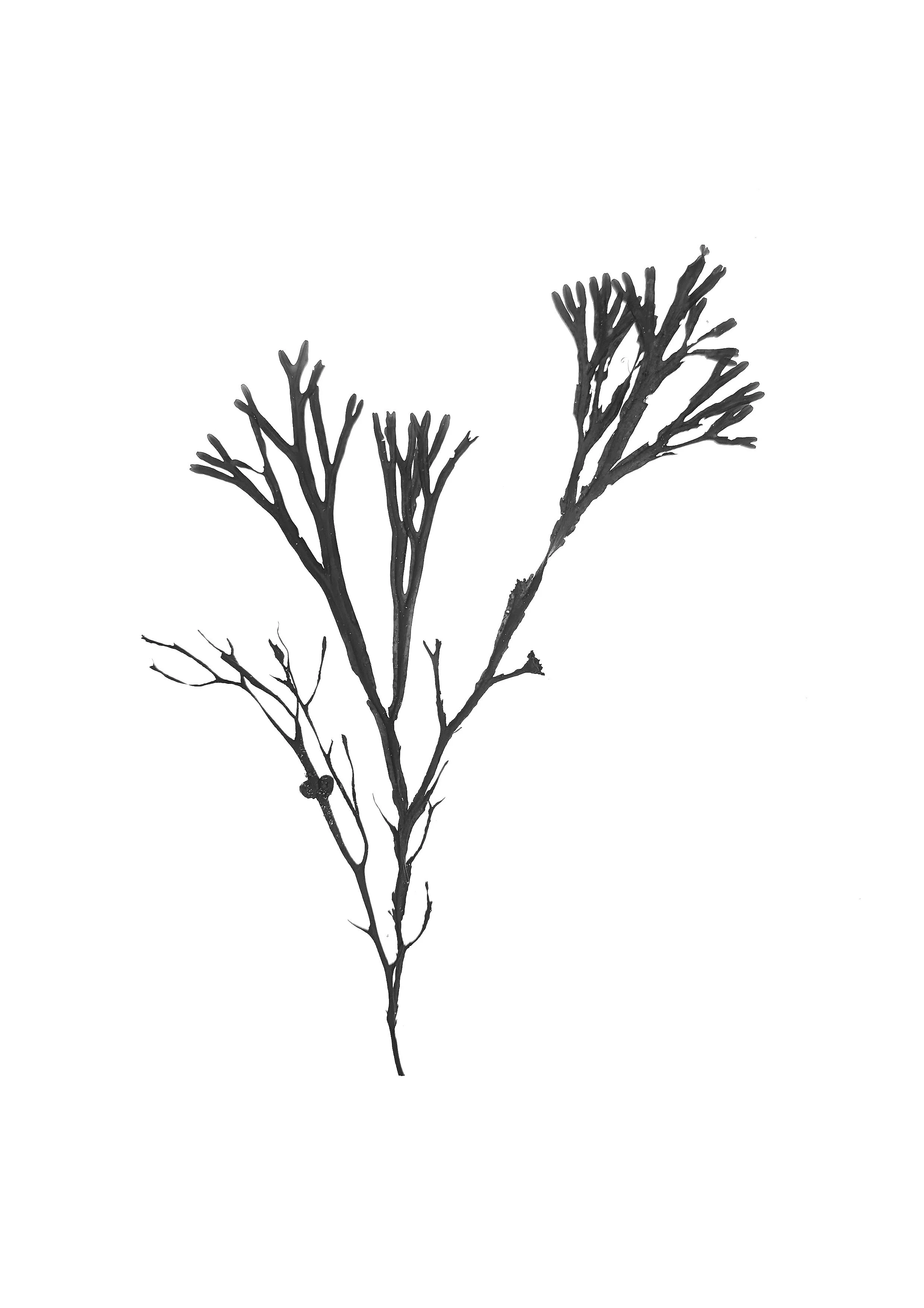 Seaweed, 20cm