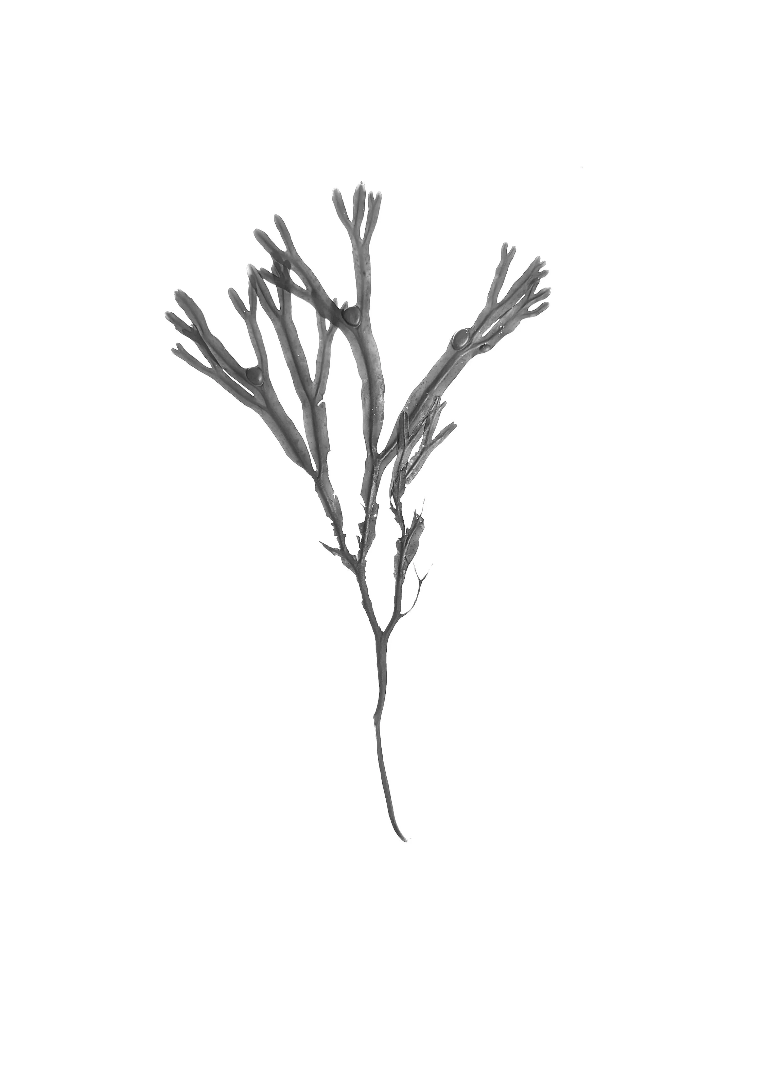 Bladder Wrack, 20cm