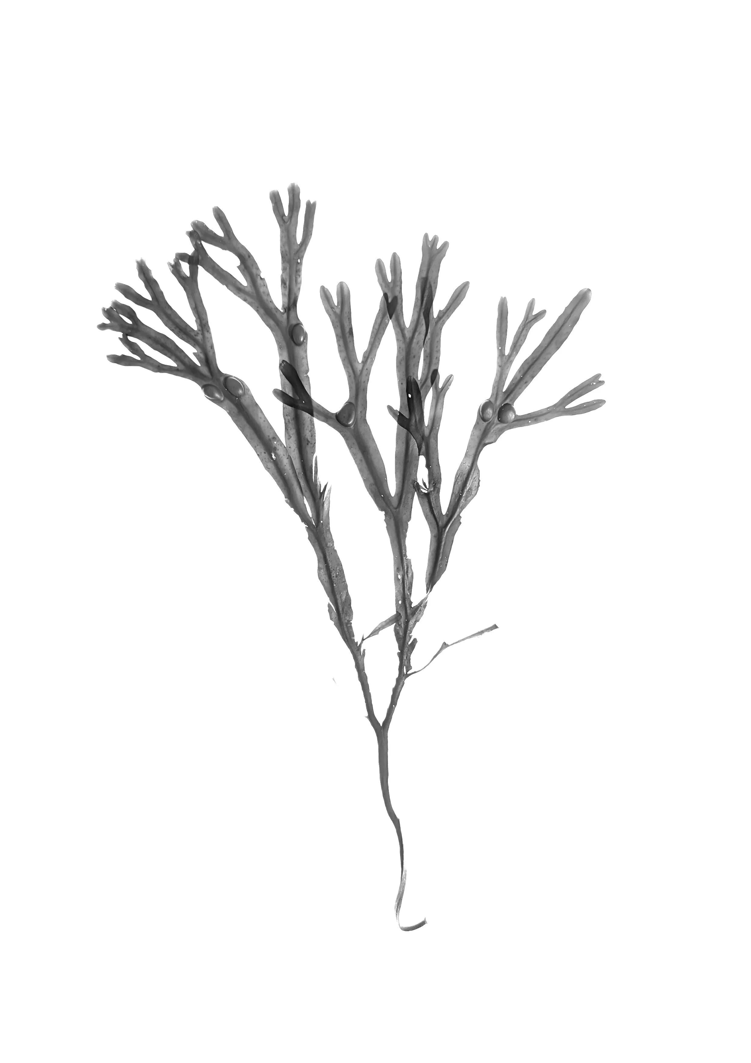 Bladder Wrack, 20cm