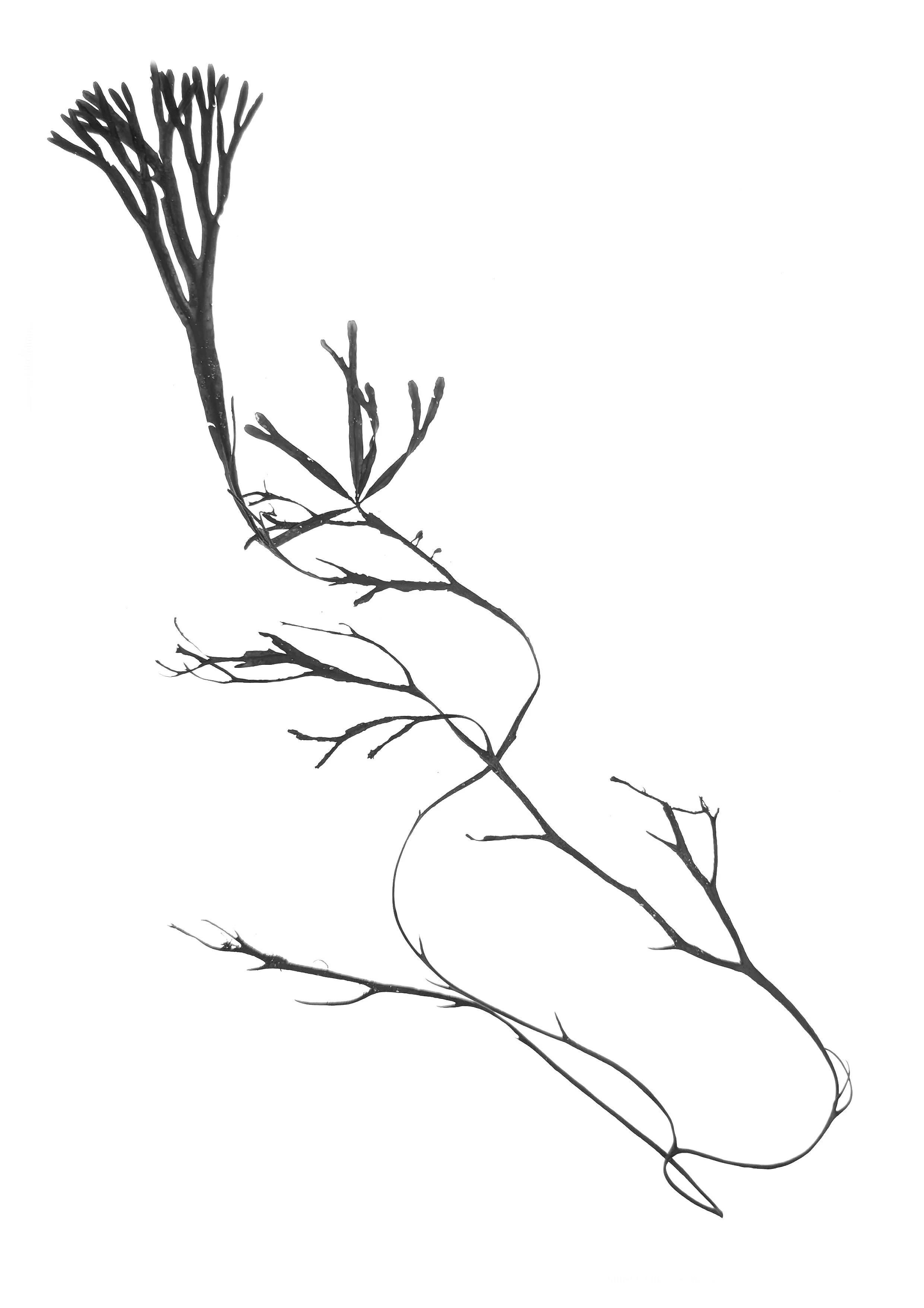 Seaweed, 35cm