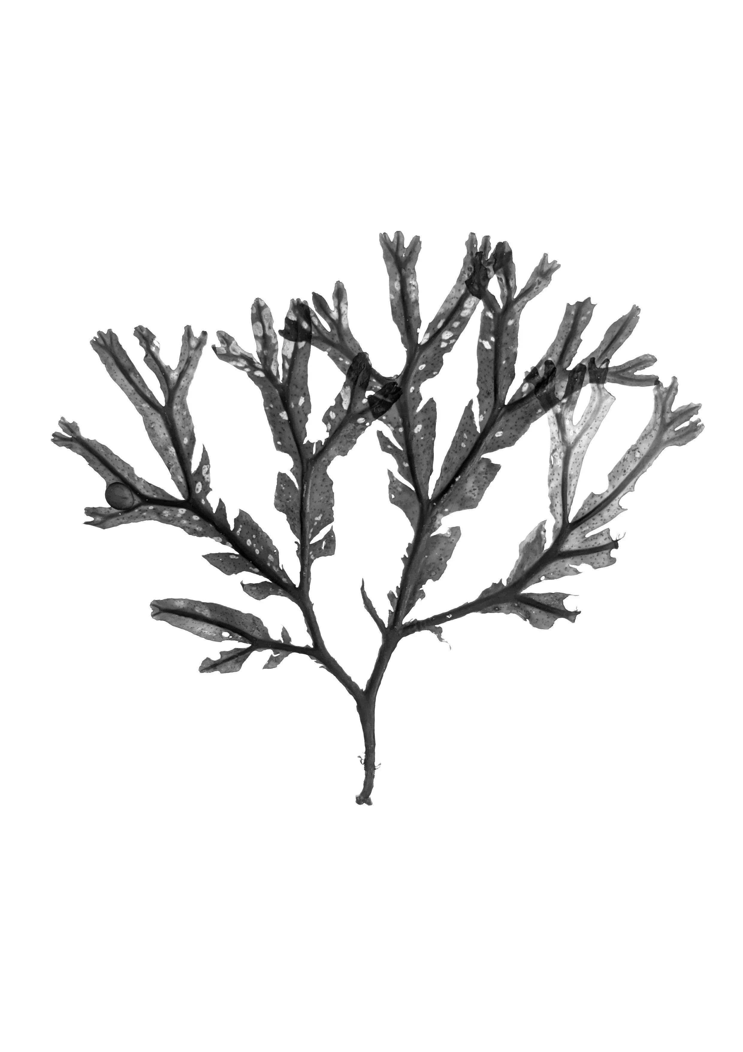 Seaweed 20-25cm