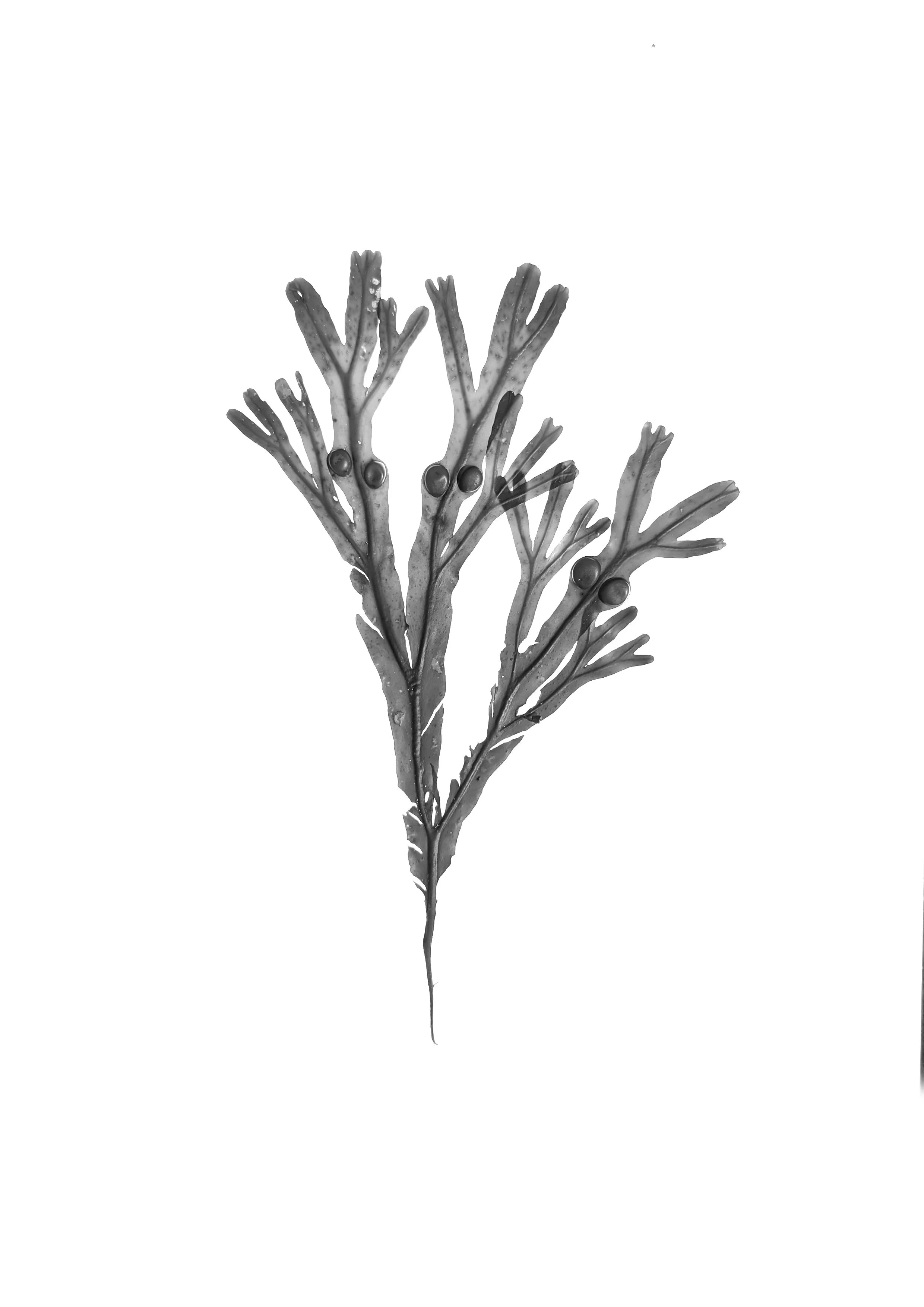 Bladder wrack, 20cm