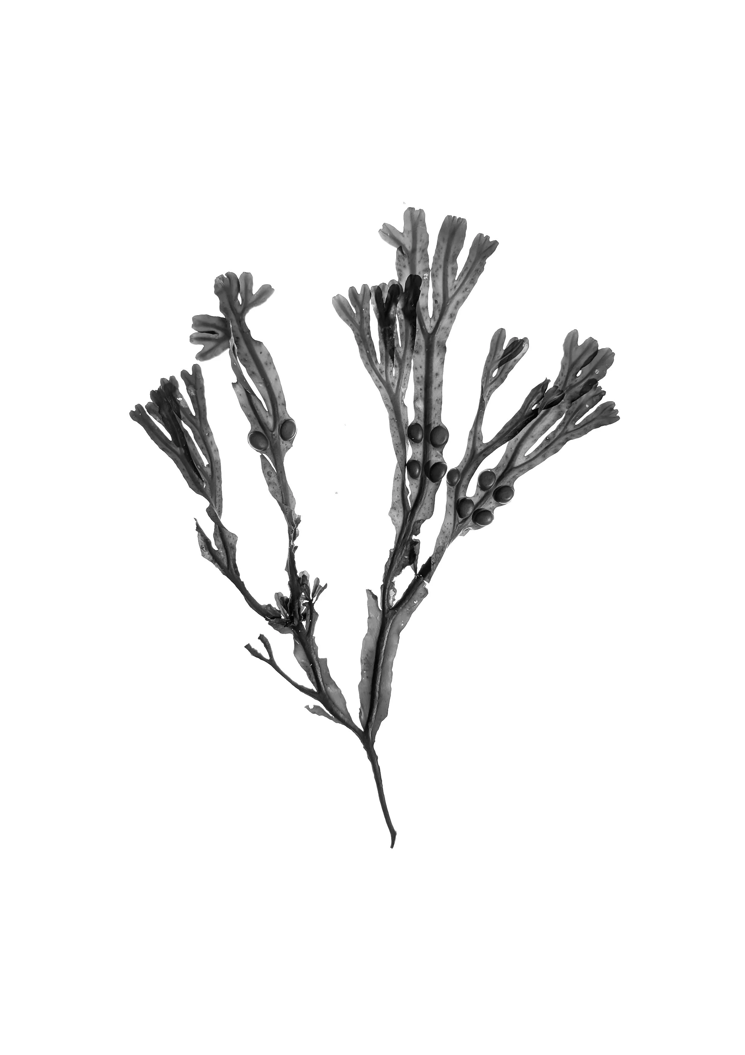 Bladeer Wrack, 20cm