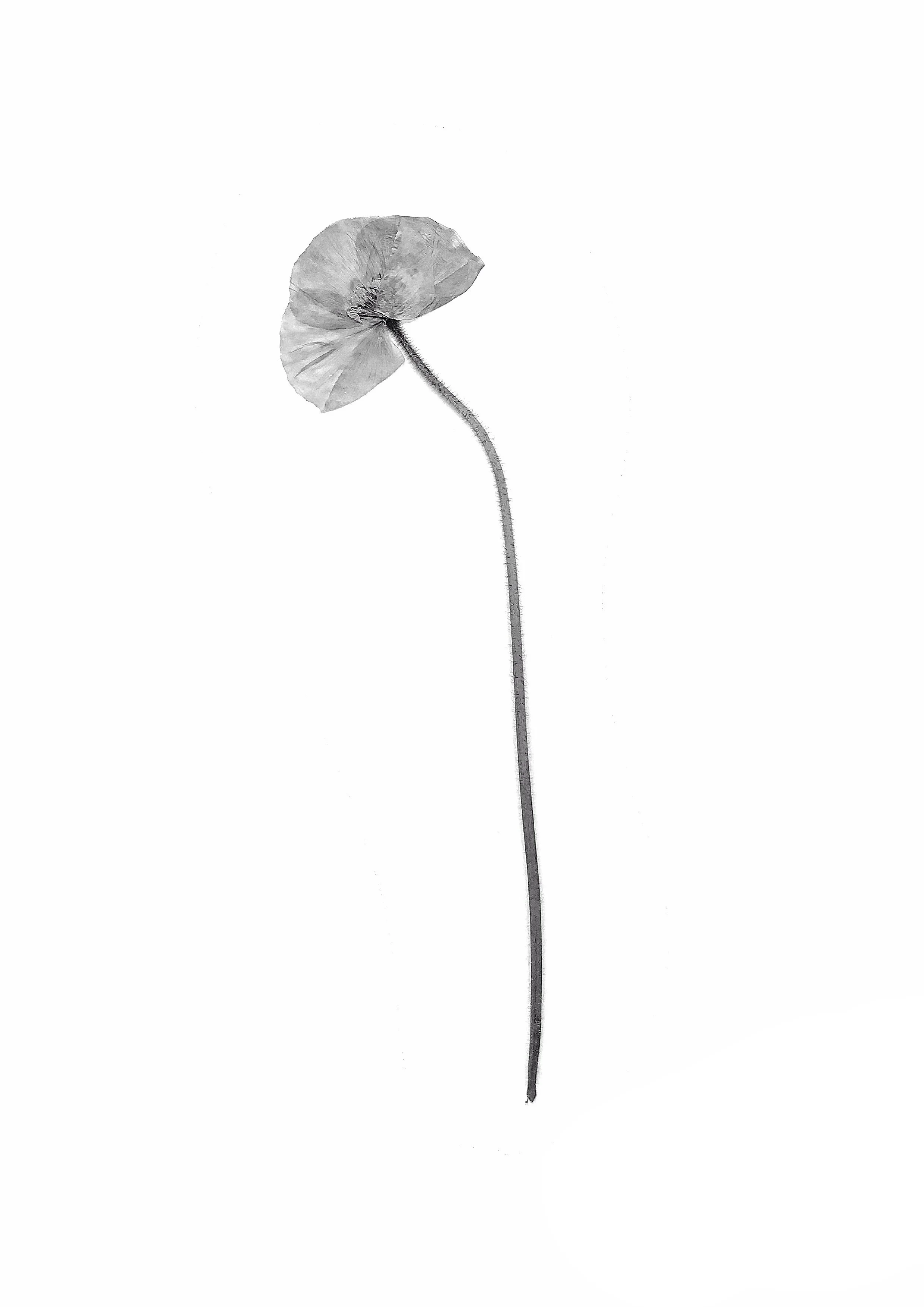 Poppy, 25cm +