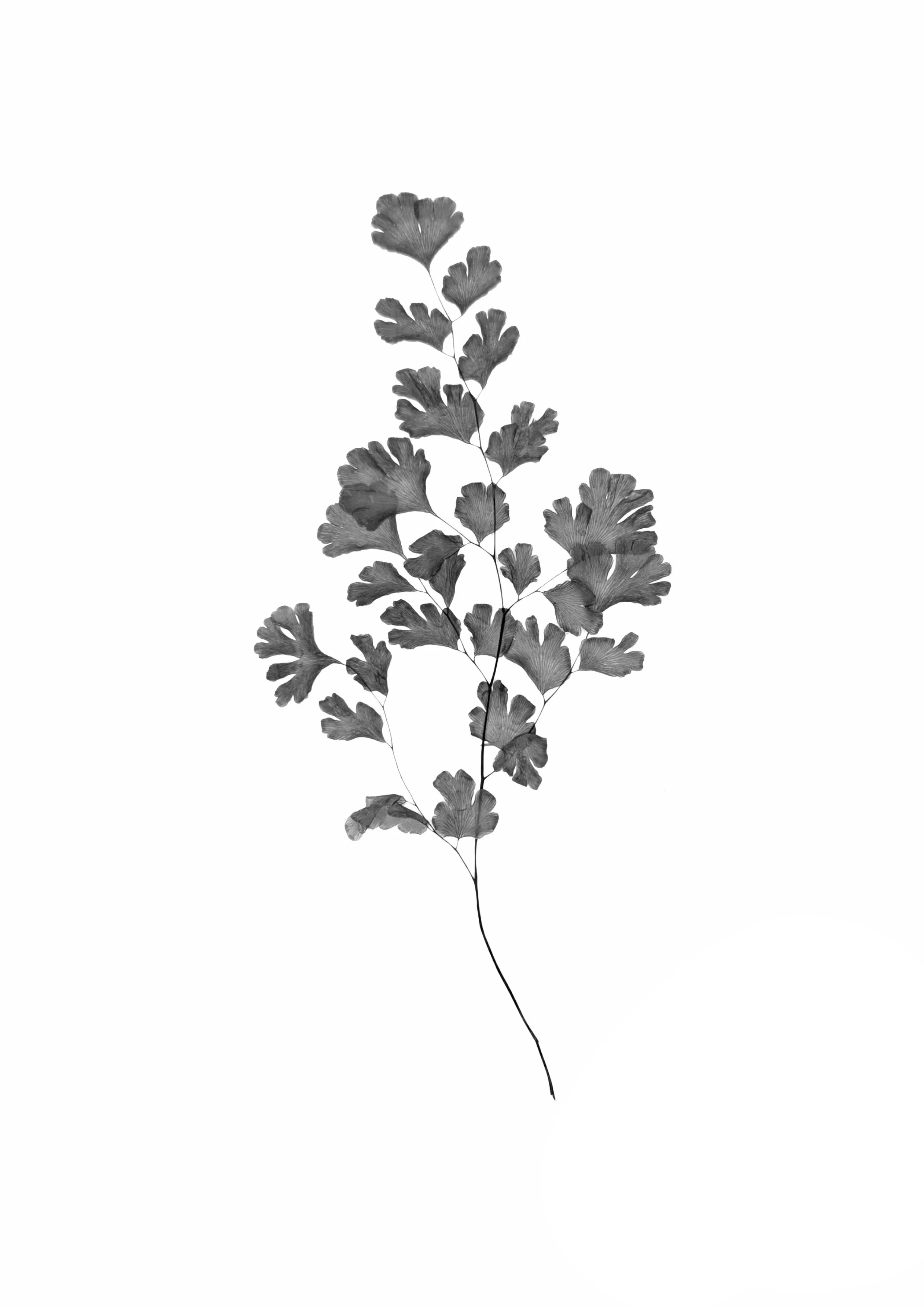 Maiden Hair fern, 25cm