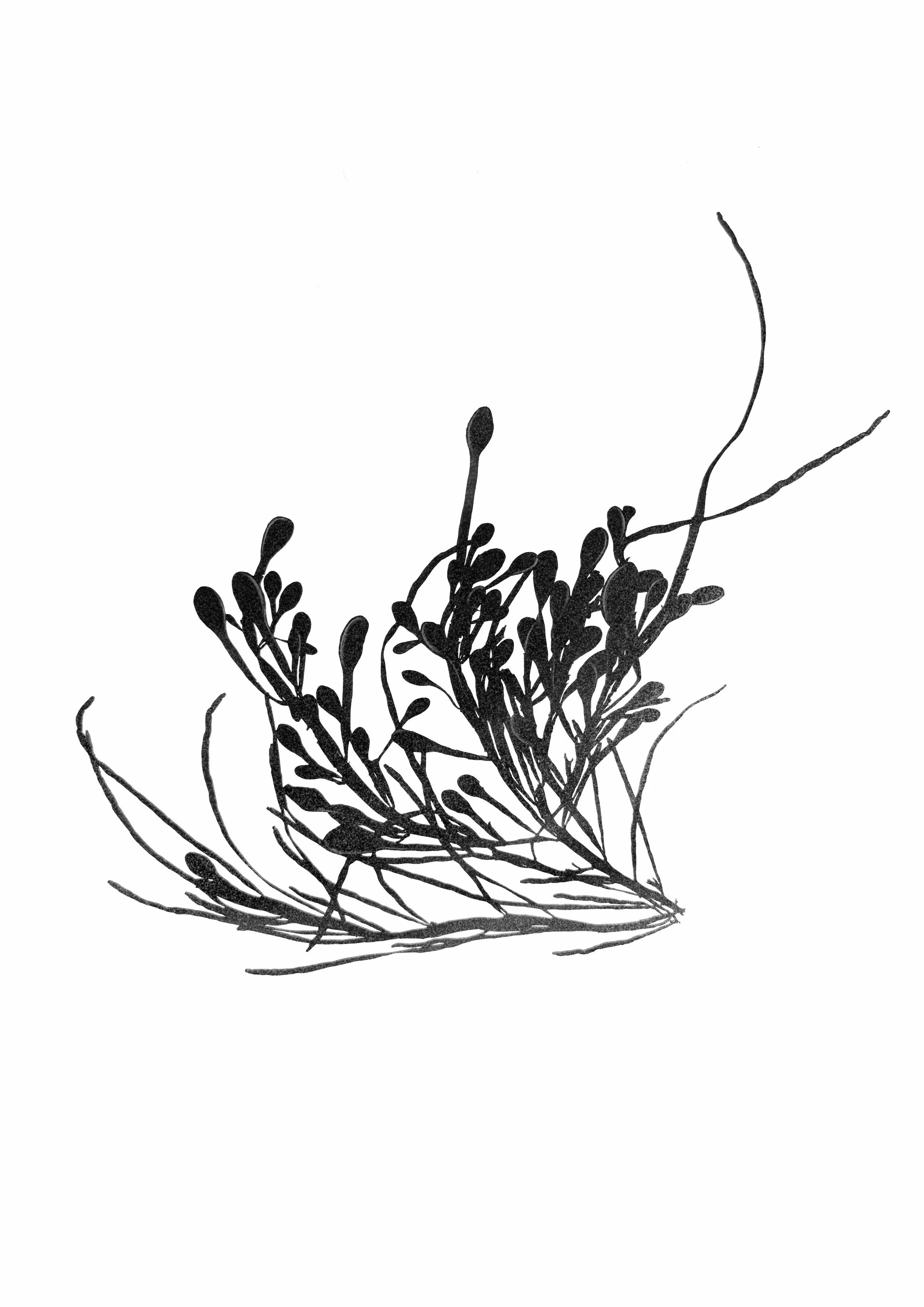 Egg Wrack, 20cm
