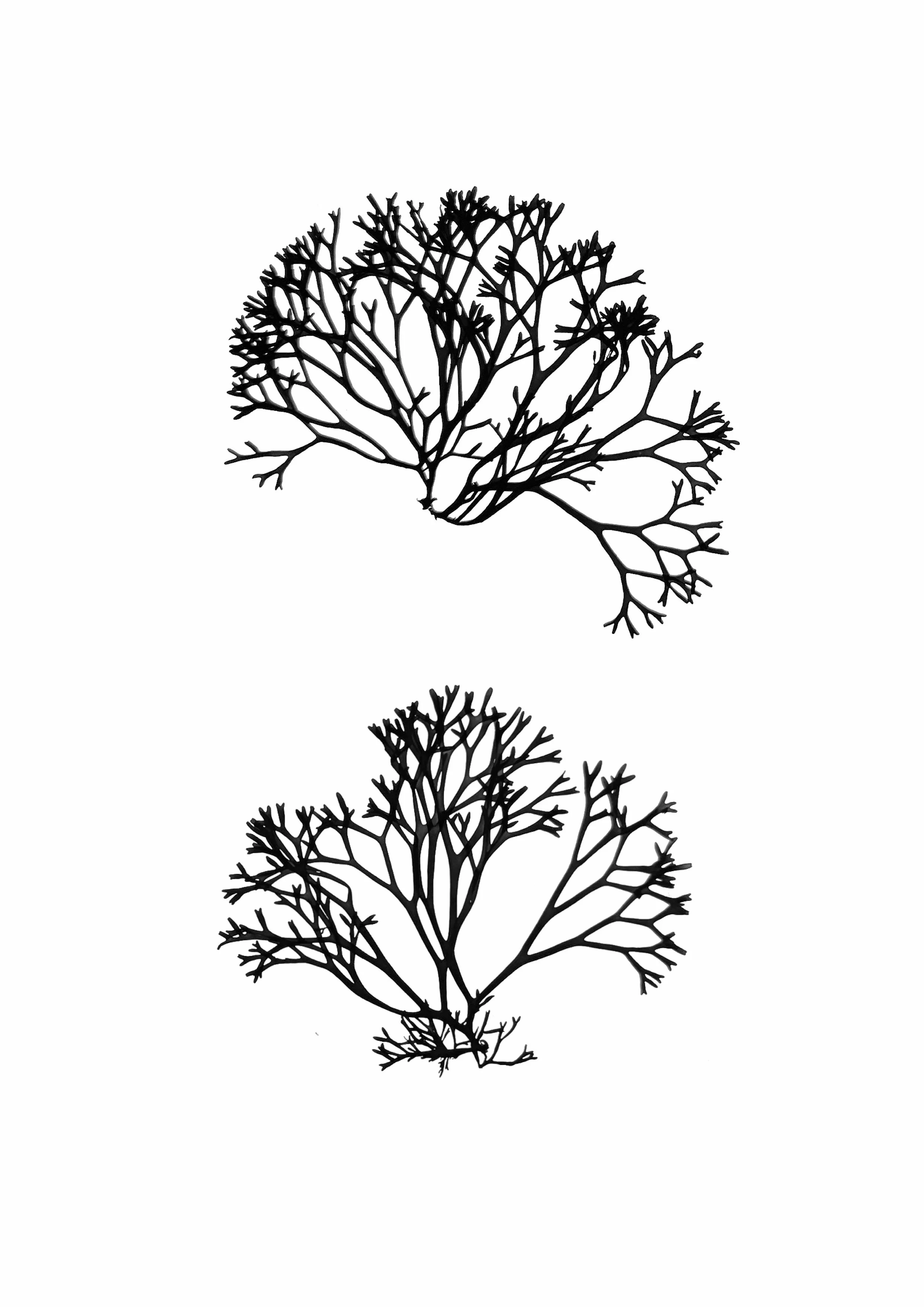 Chanelled Wrack, 15cm