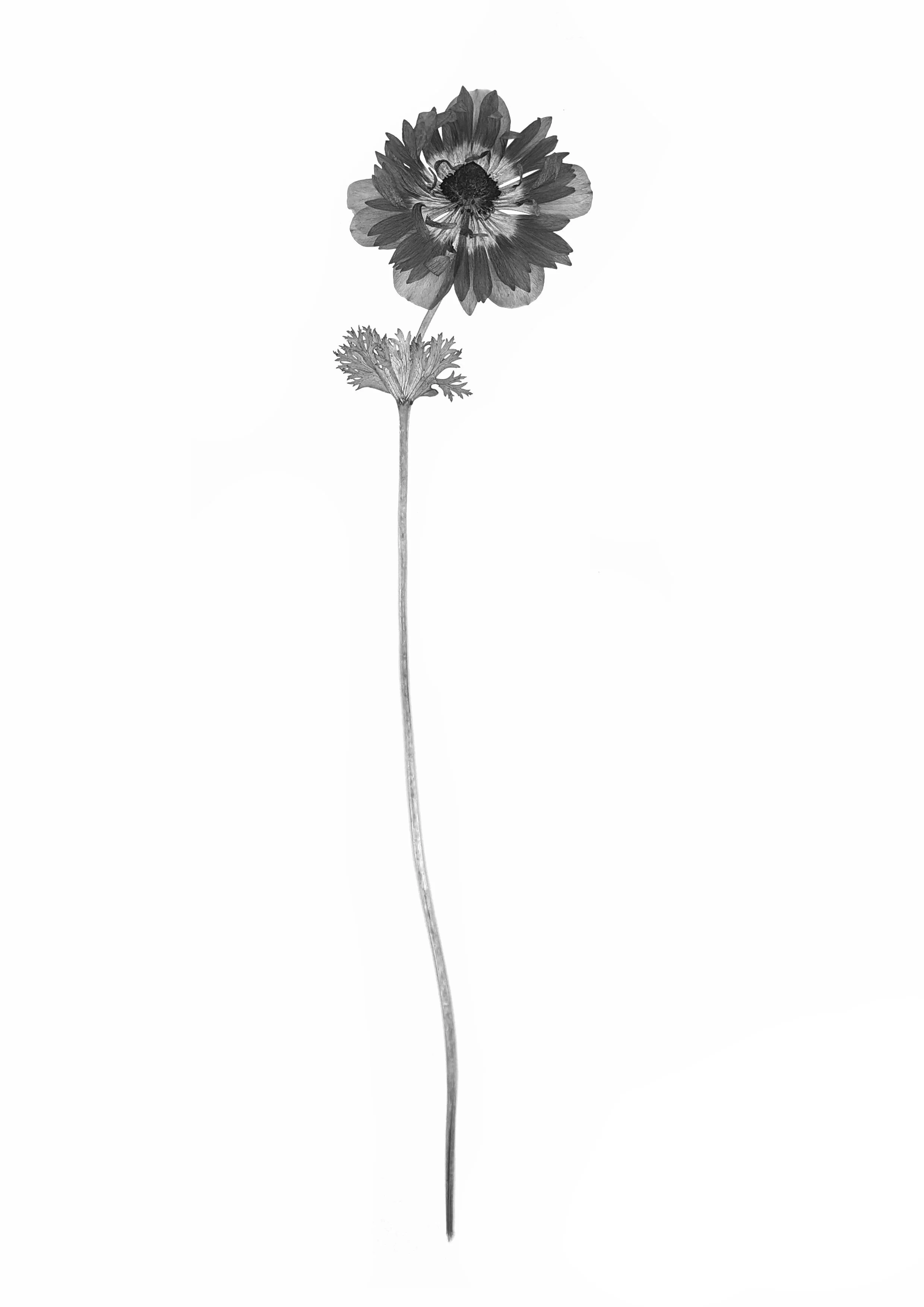 Anemone