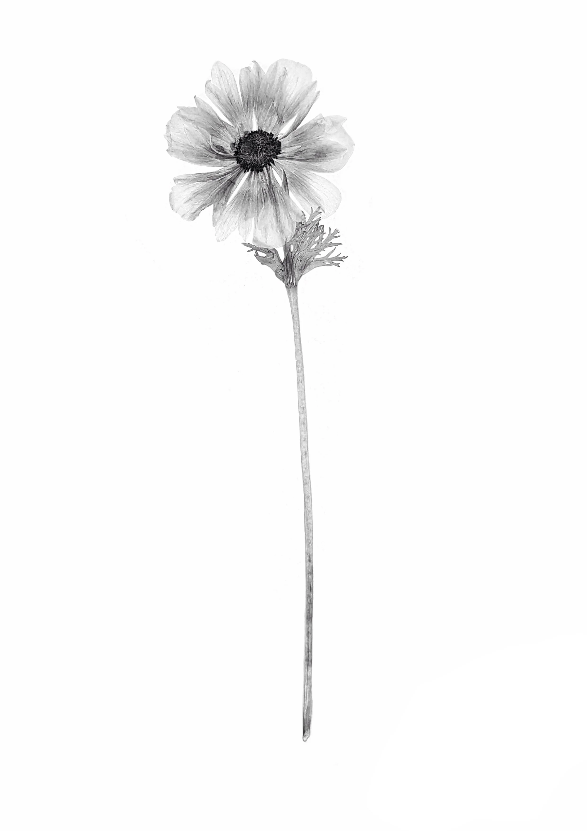 Anemone