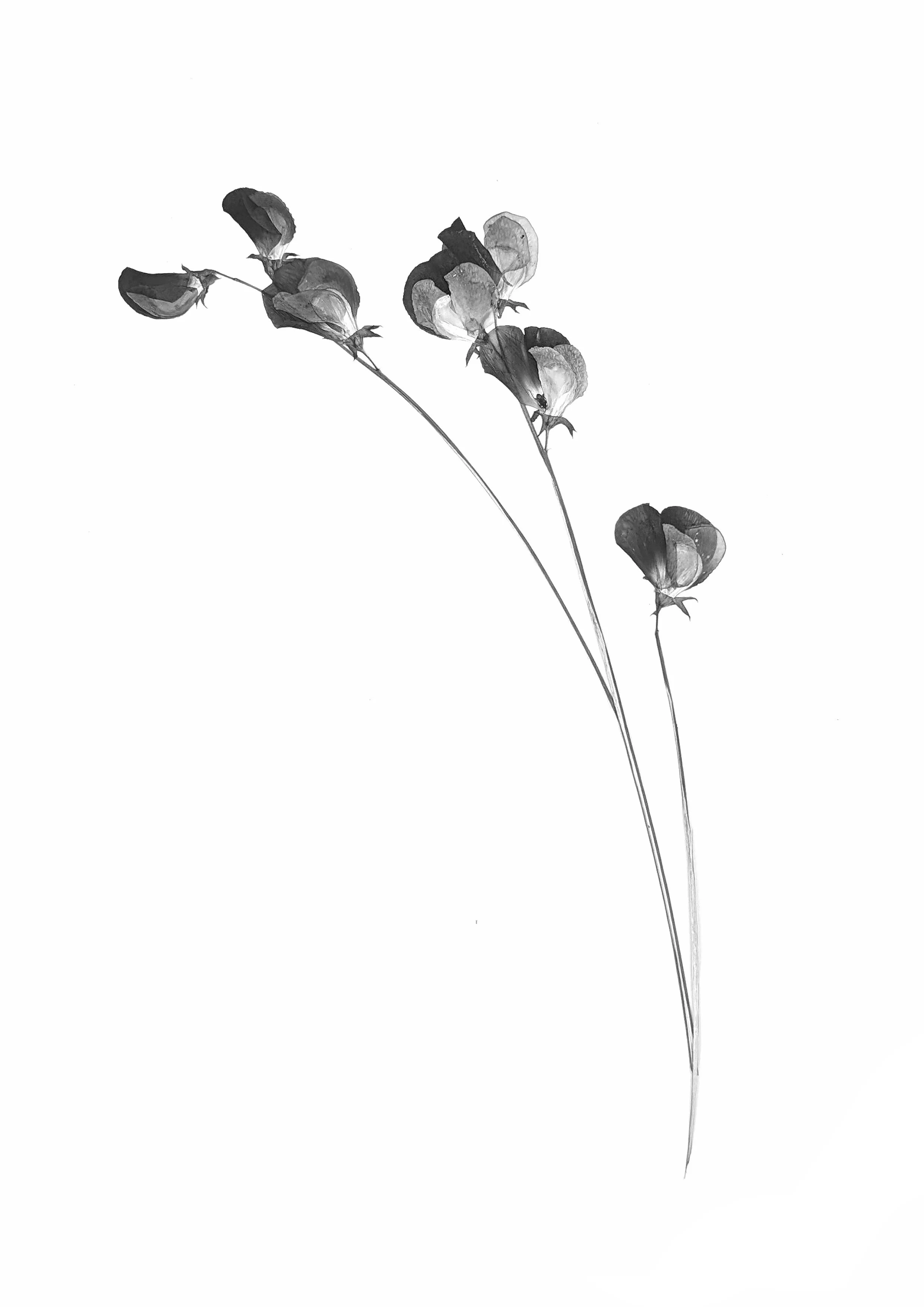 Sweet Peas