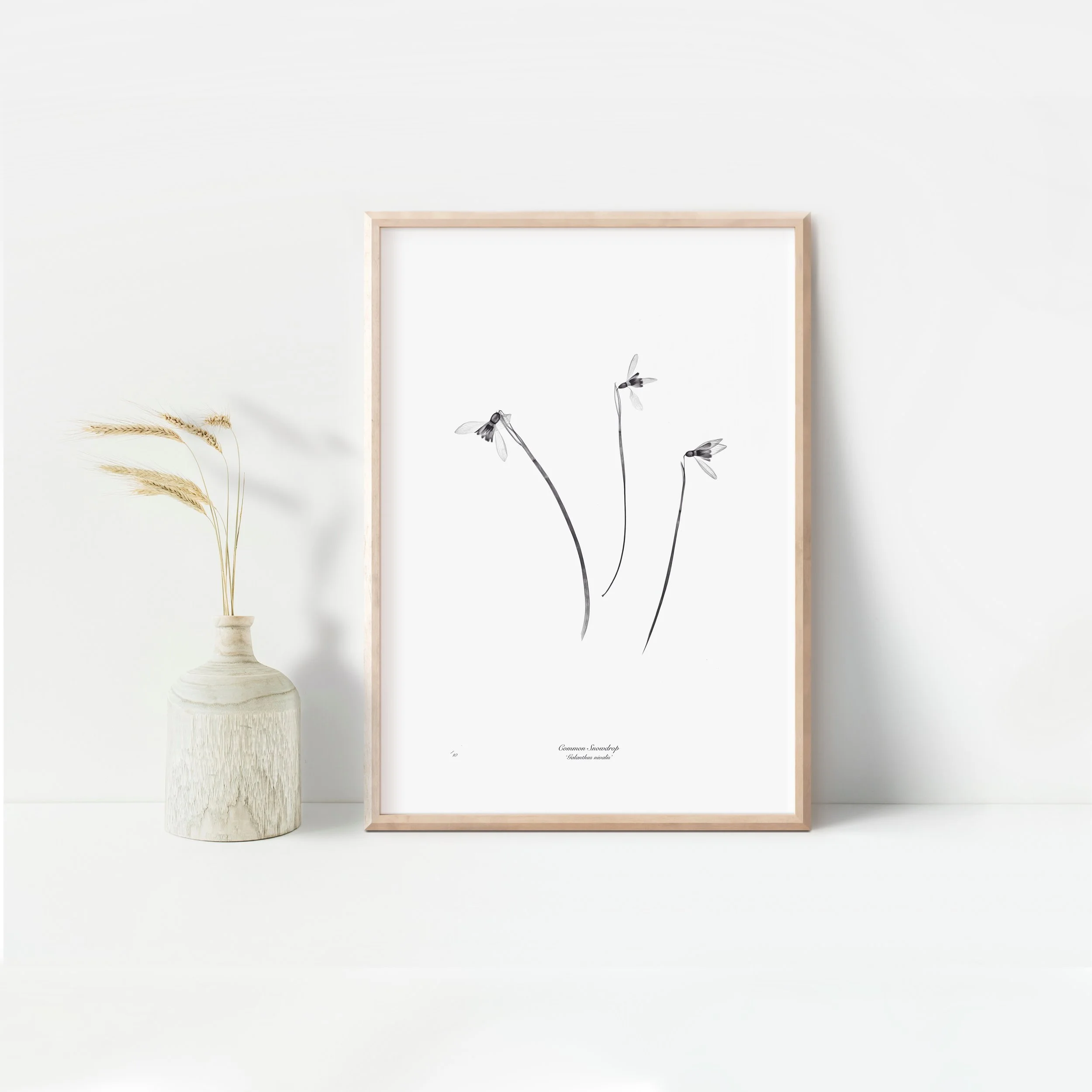 Framed Snowdrops.jpeg