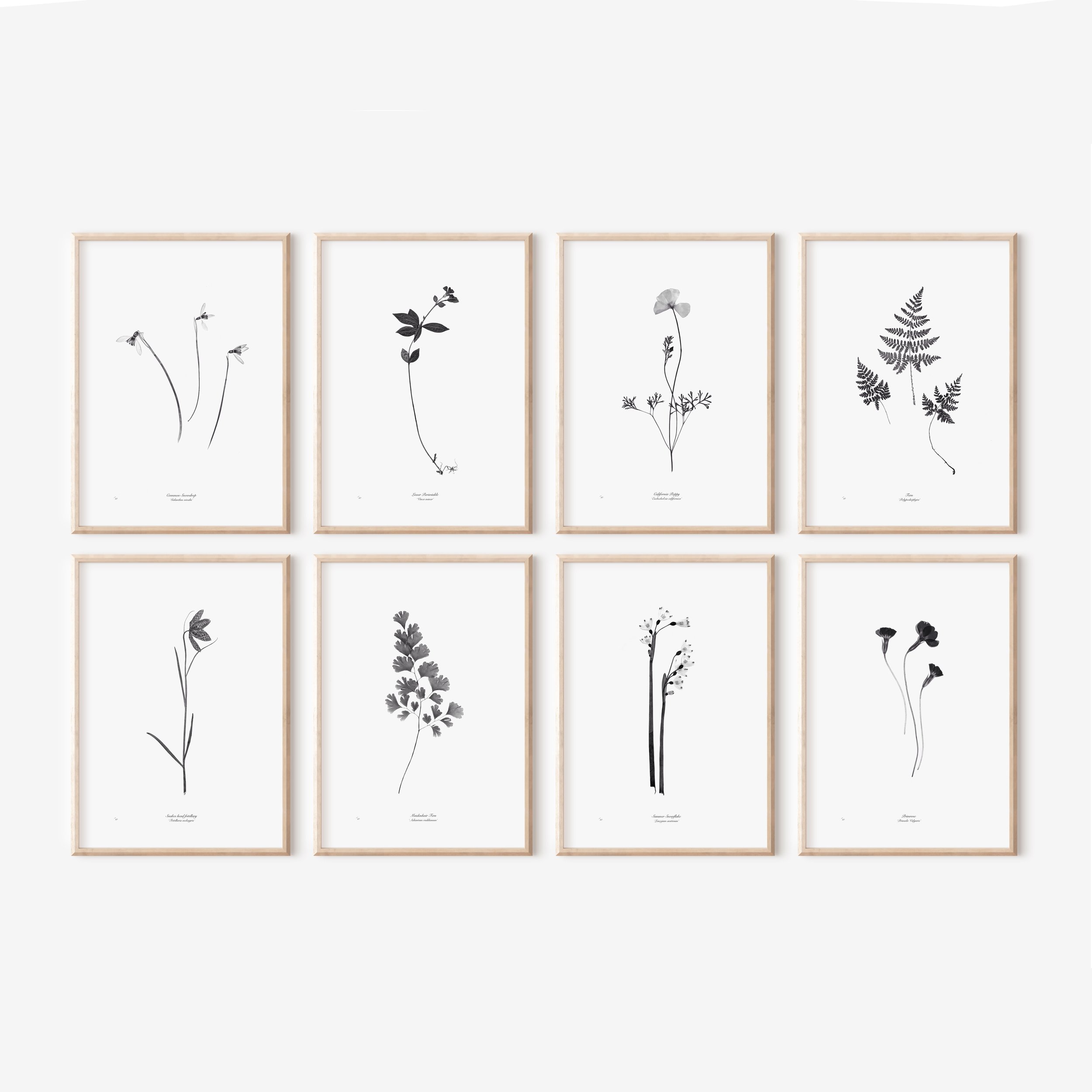 Set of 8 framed prints.jpeg