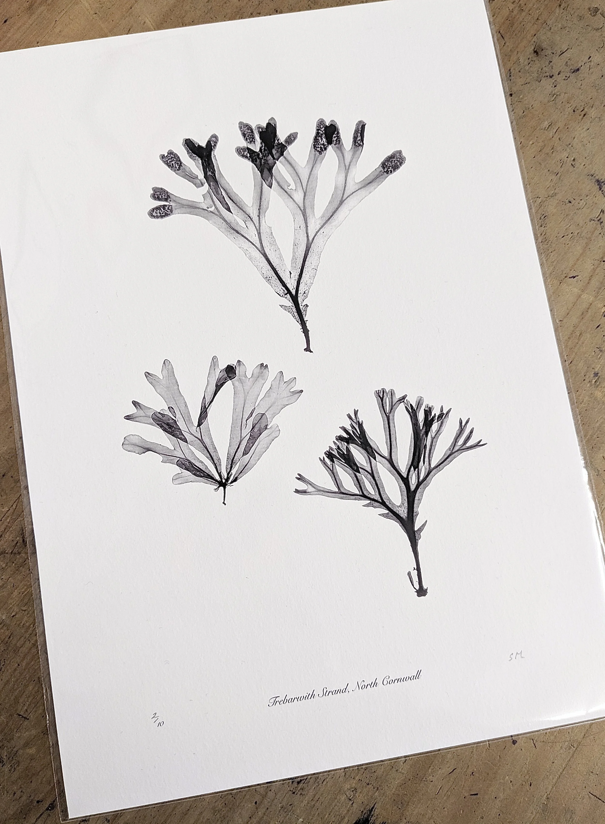Trebarwith seaweed #3 print.jpeg