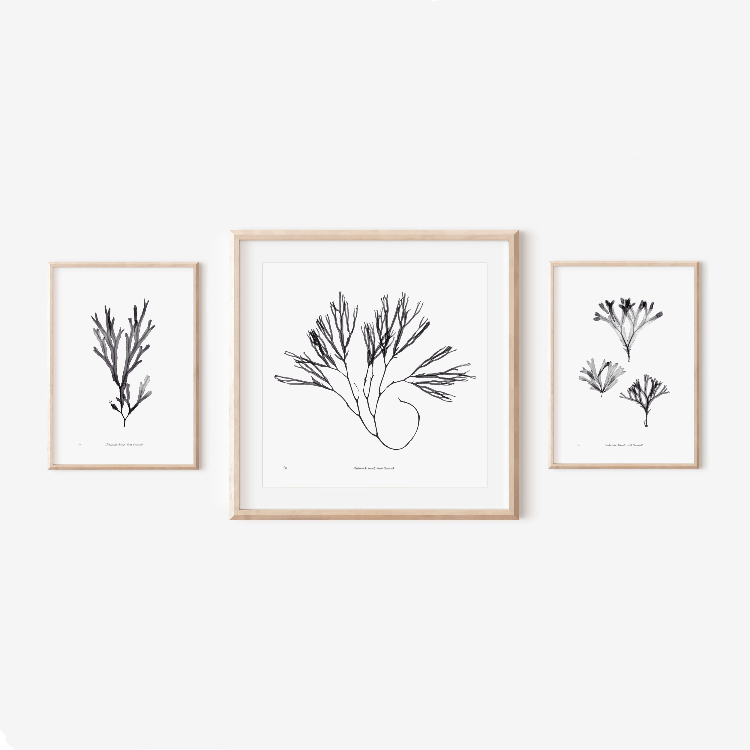 Framed Seaweed mock ups.jpeg