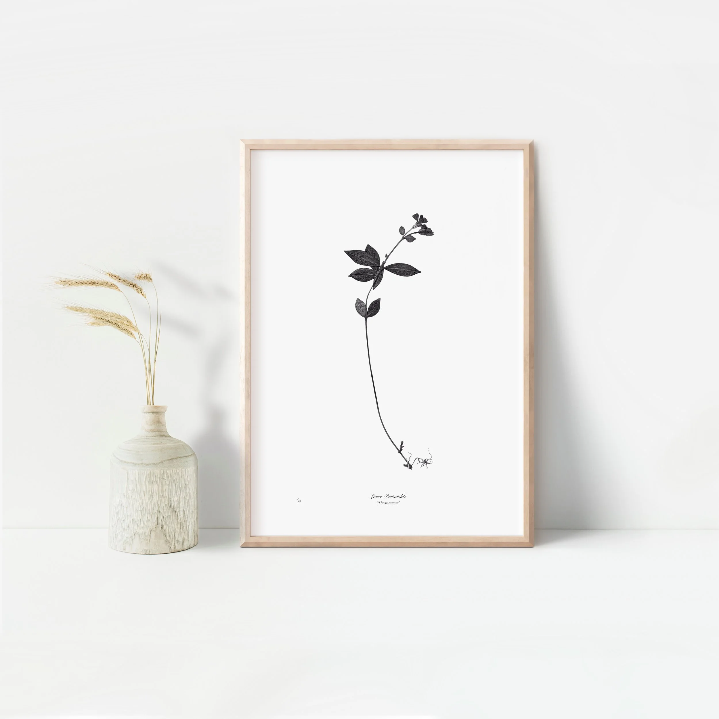 Framed lesser periwinkle.jpeg