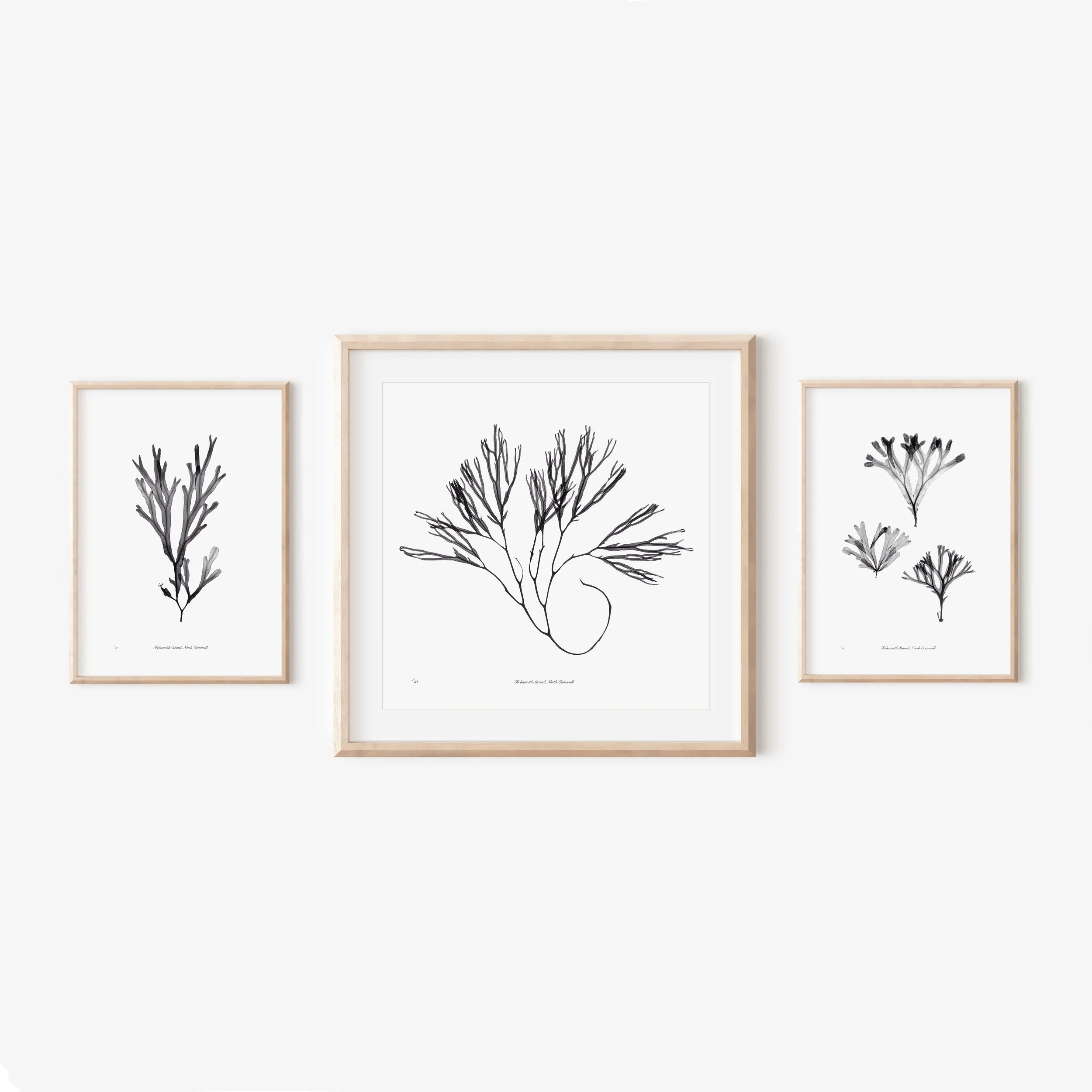 Framed Seaweed mock ups.jpeg