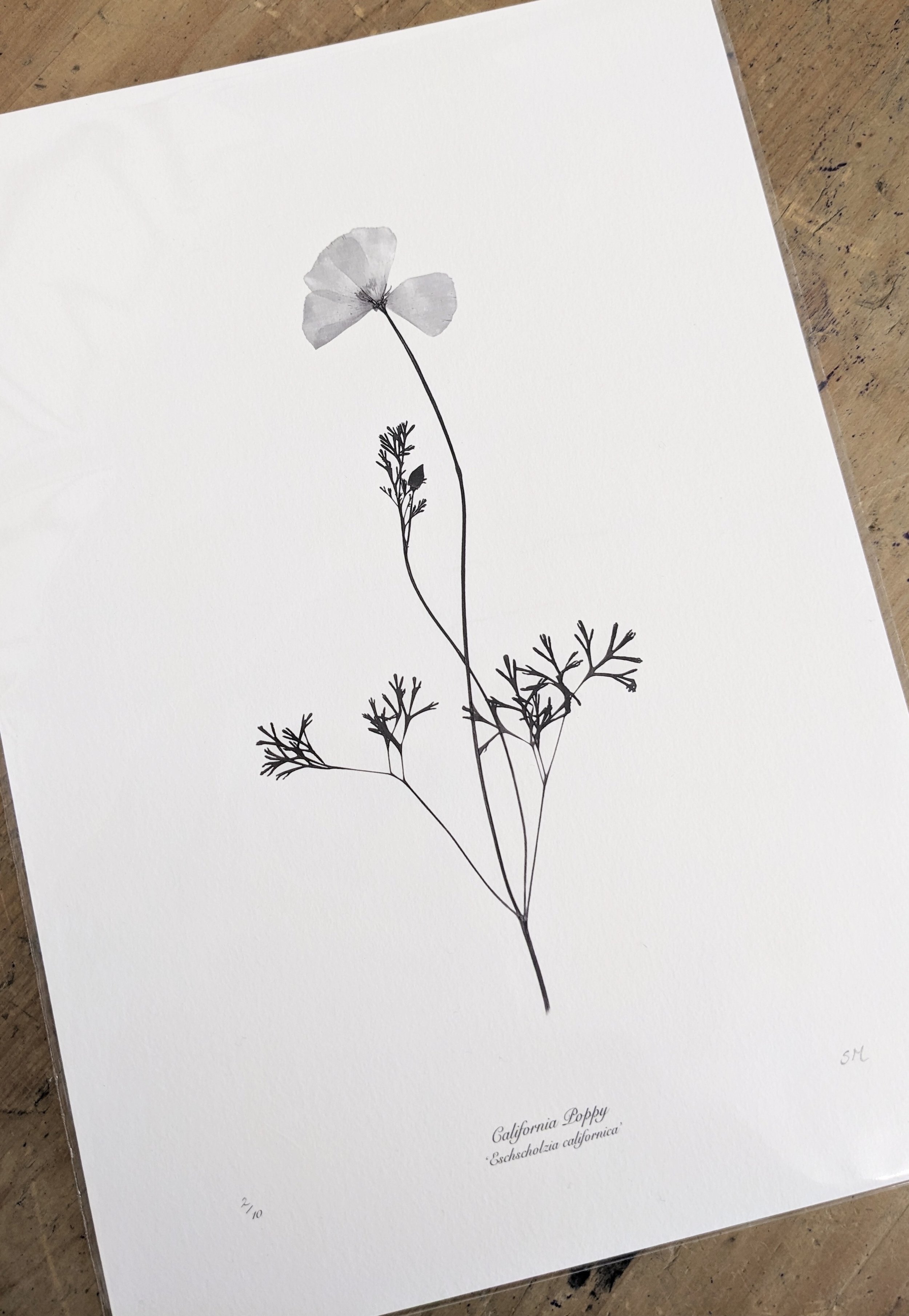 California poppy print.jpeg