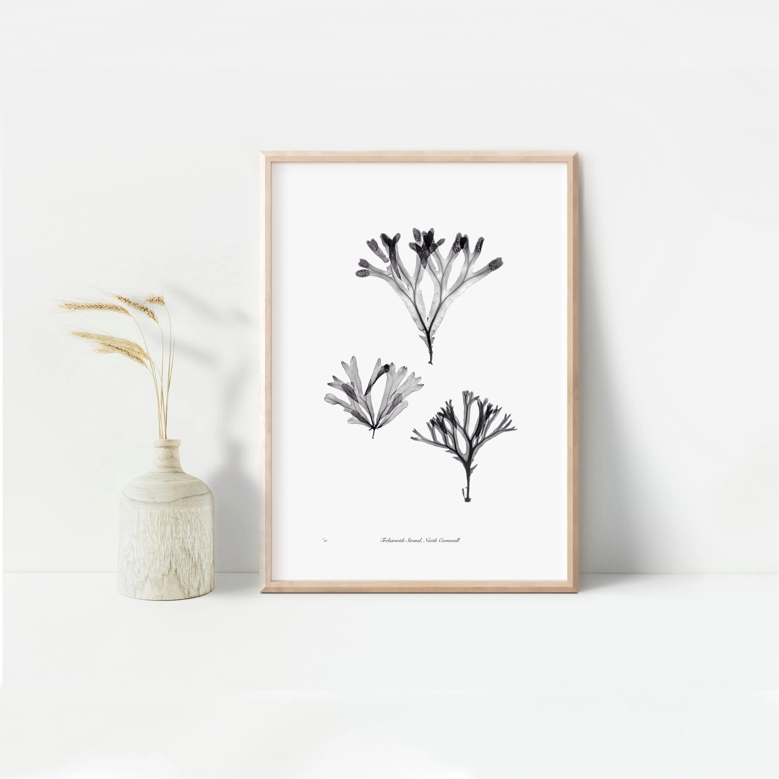 Framed seaweed 2.jpeg