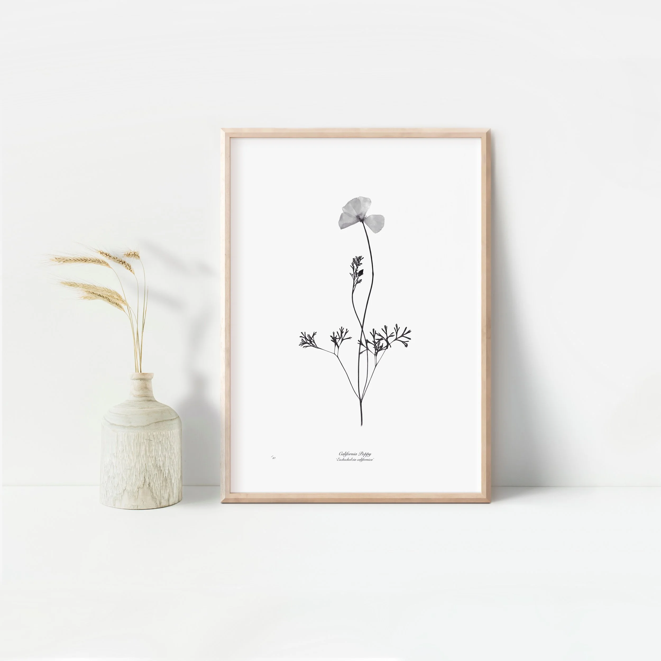 Framed California poppy.jpeg