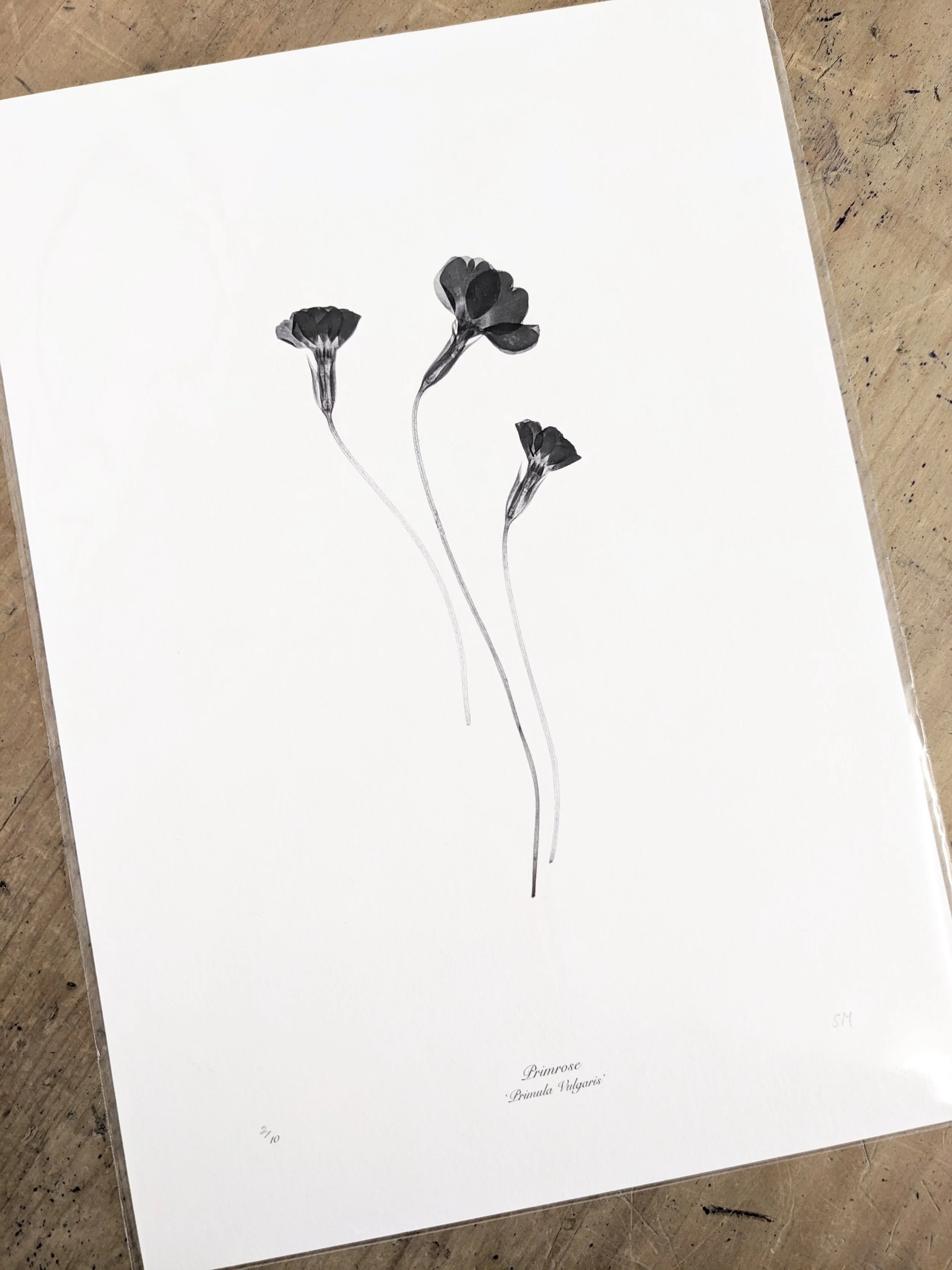 primrose print.jpeg
