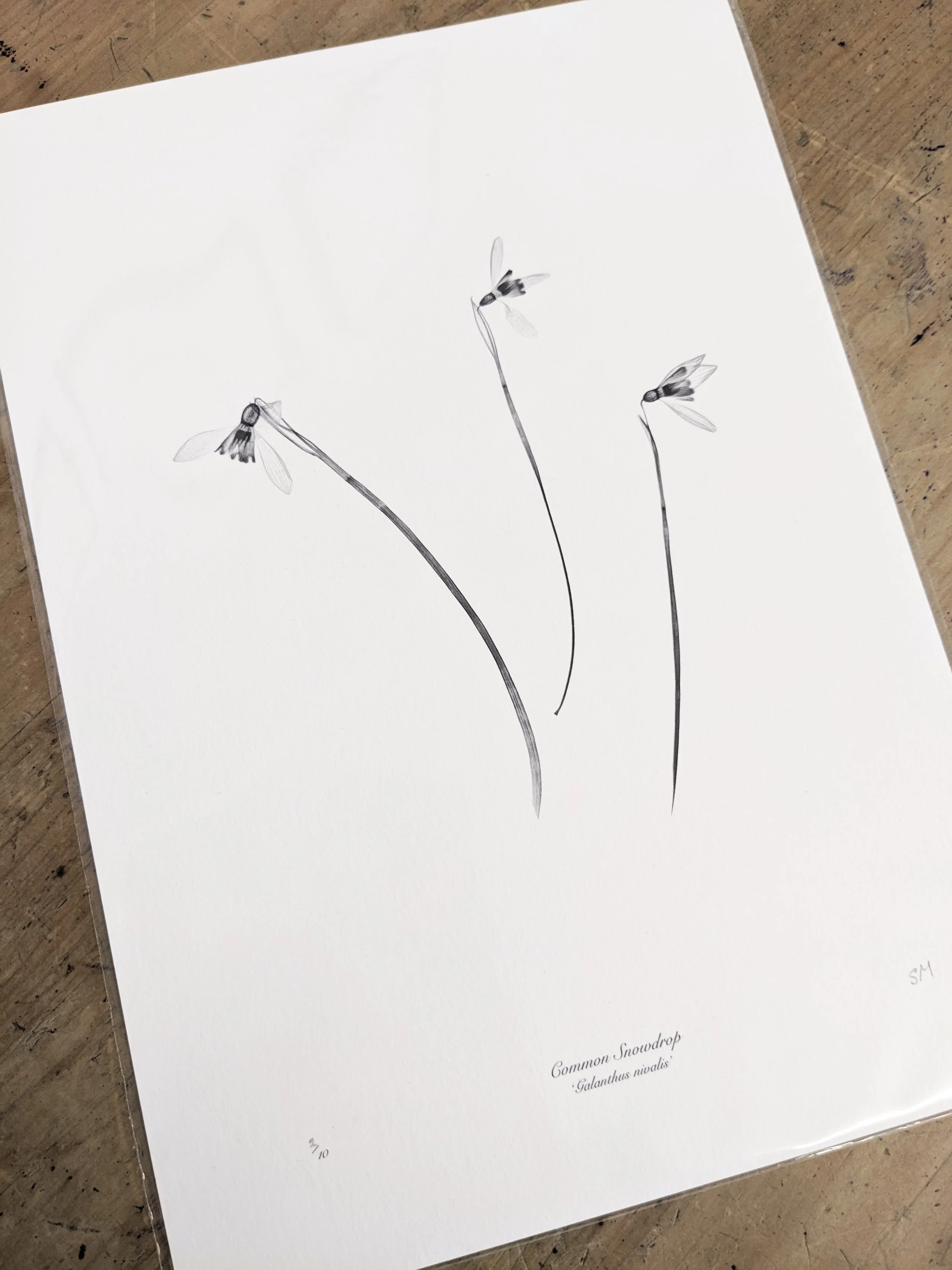 Snowdrop print.jpeg
