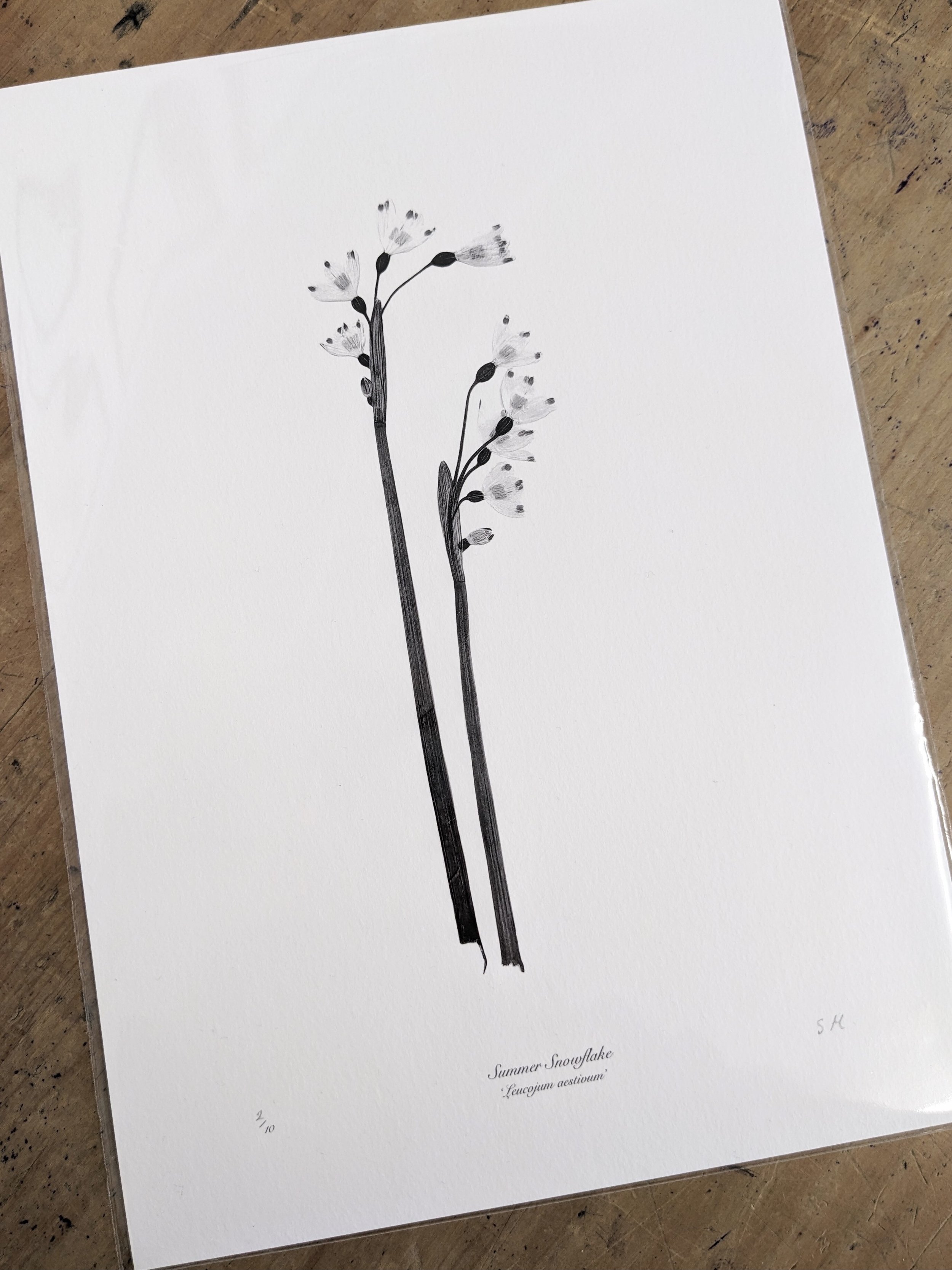 Summer snowflake print.jpeg