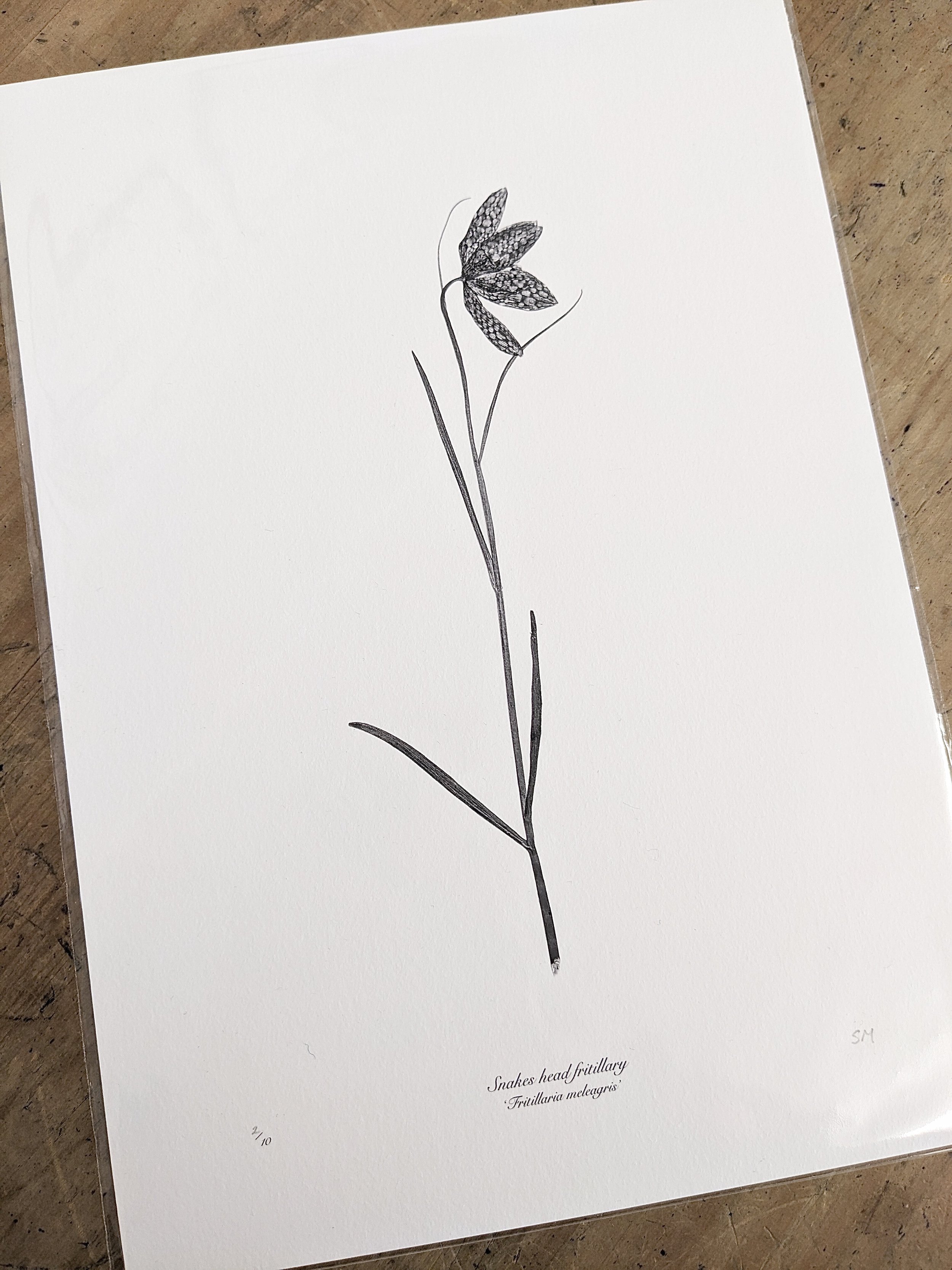 snakehead fritillary print.jpeg