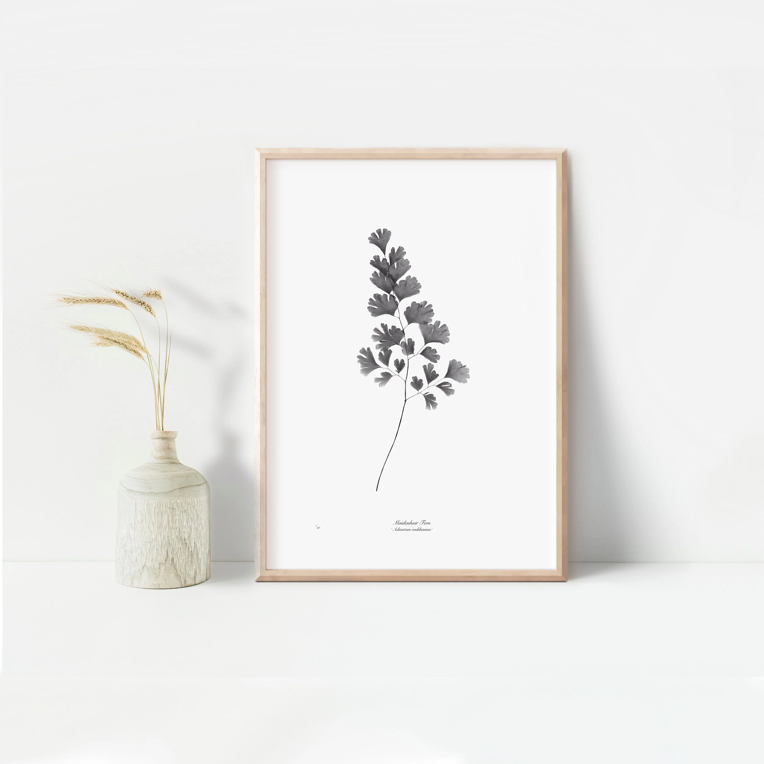 Framed Maidenhair Fern.jpeg