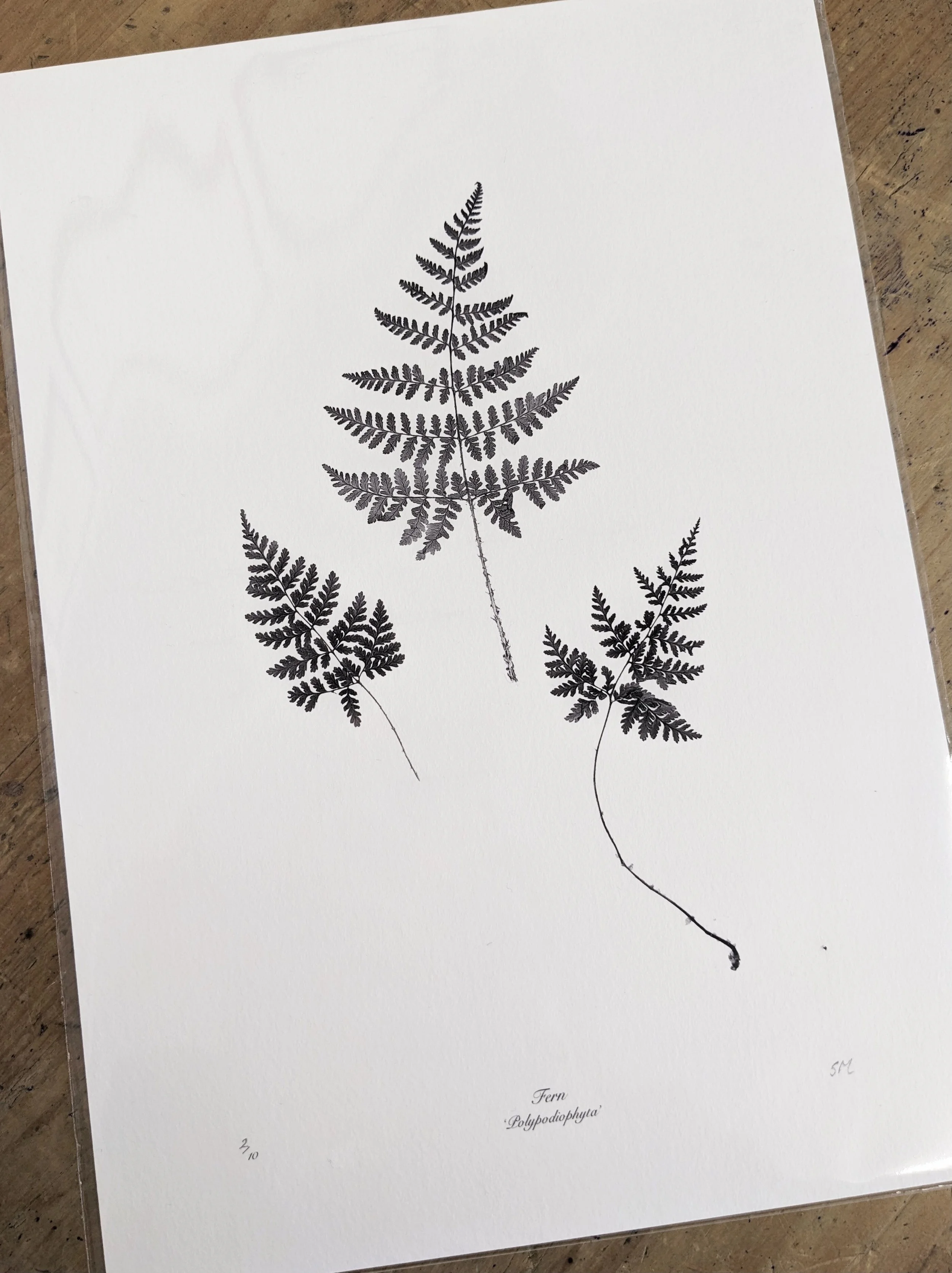 Fern print.jpeg