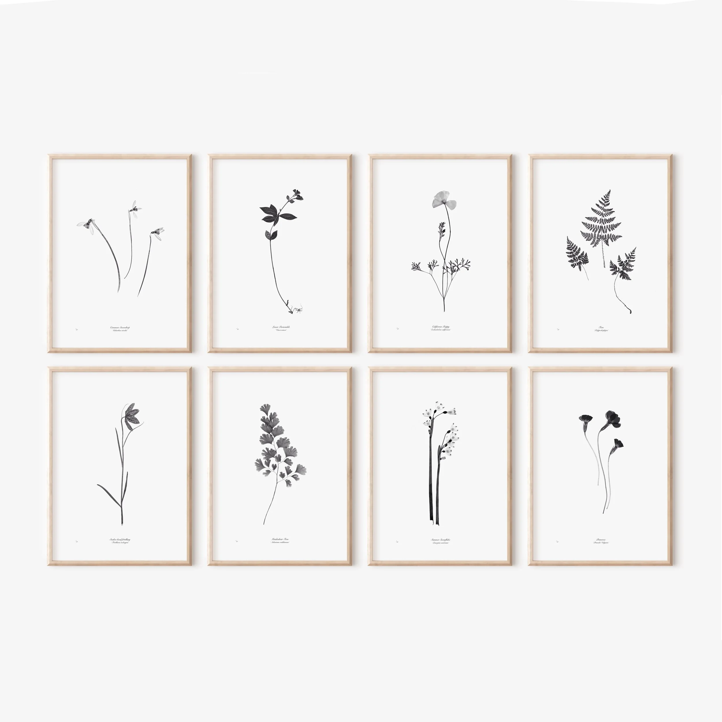 Set of 8 framed prints.jpeg