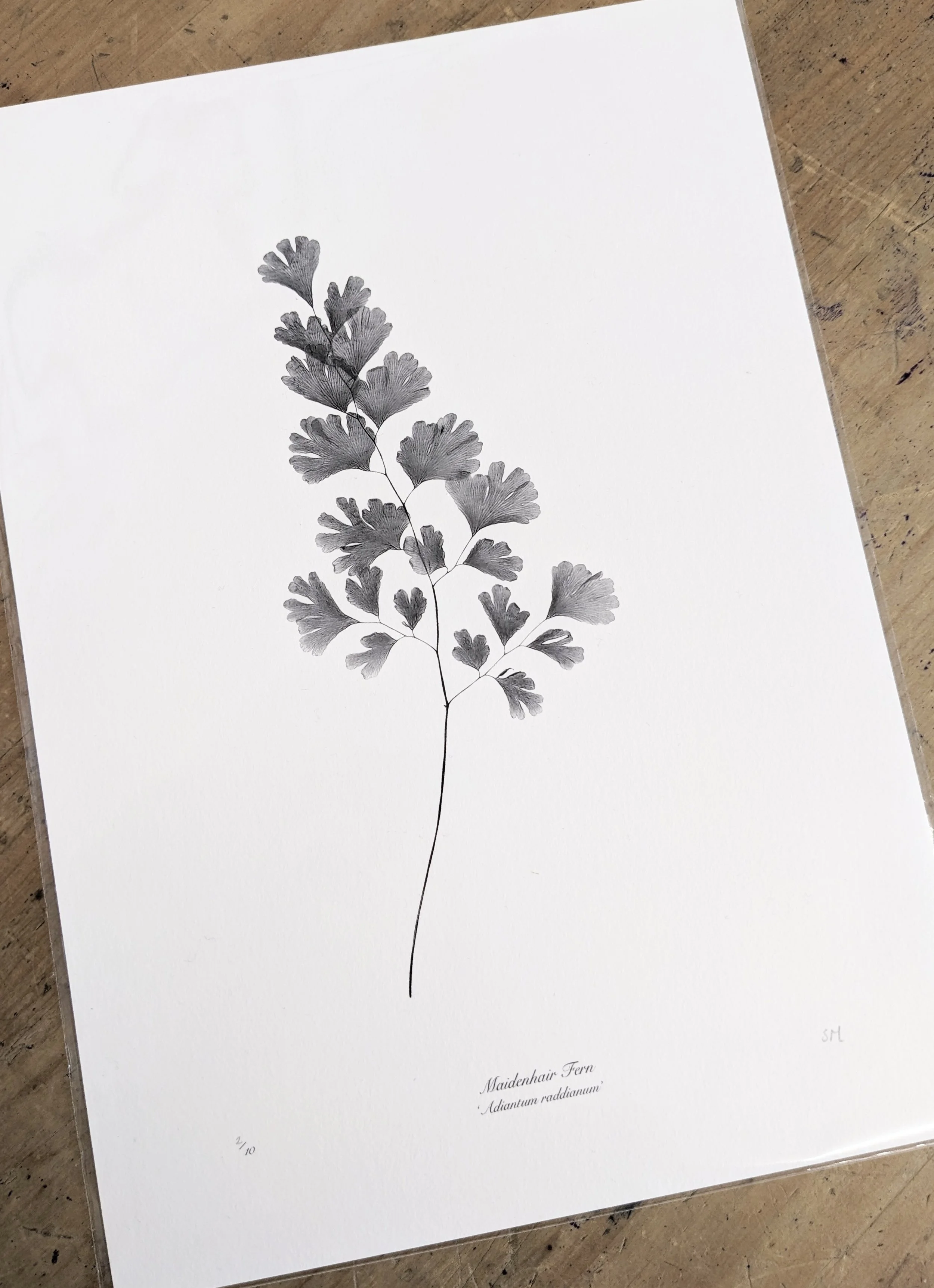 Maidenhair fern print.jpeg