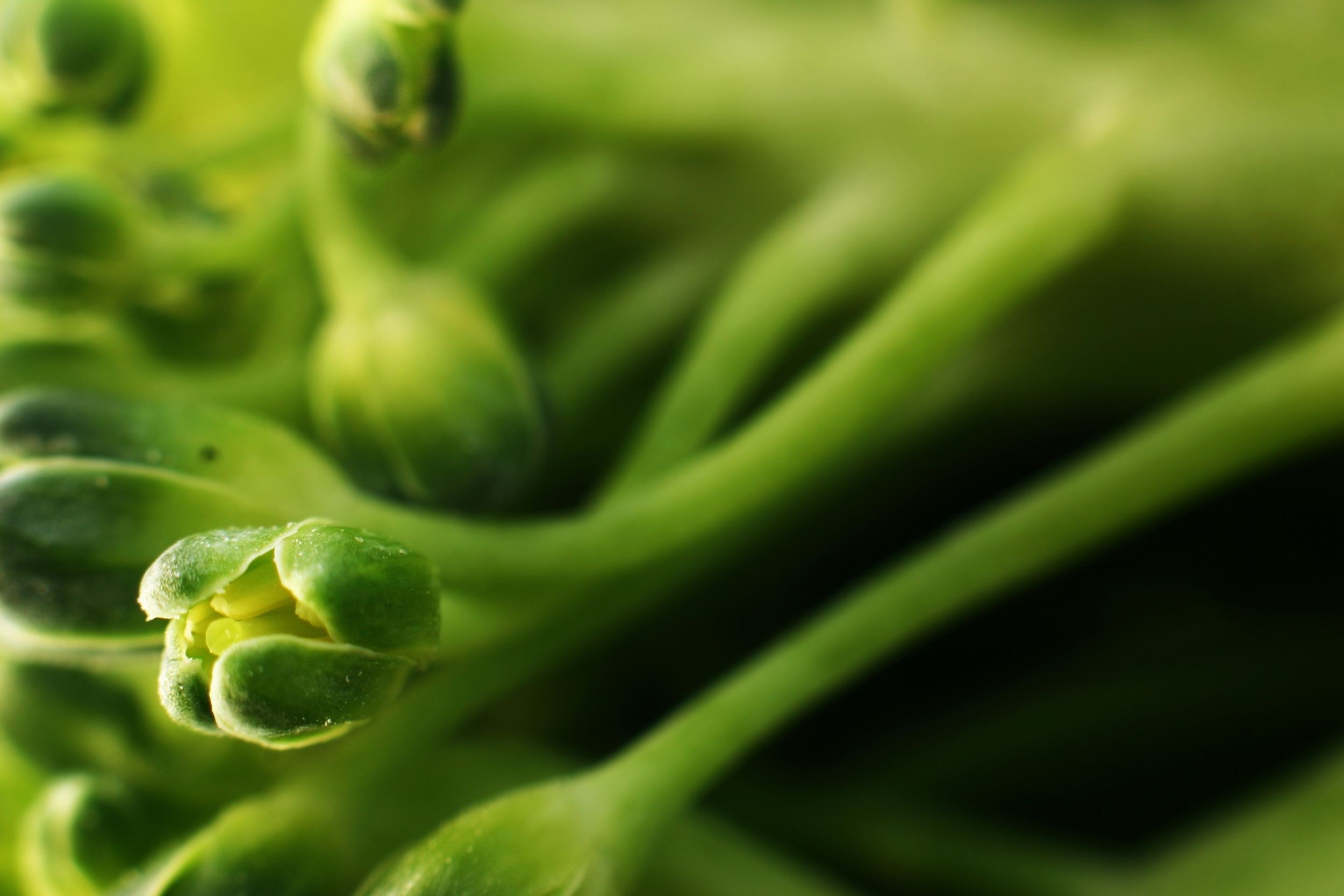 FEED YOUR SKIN