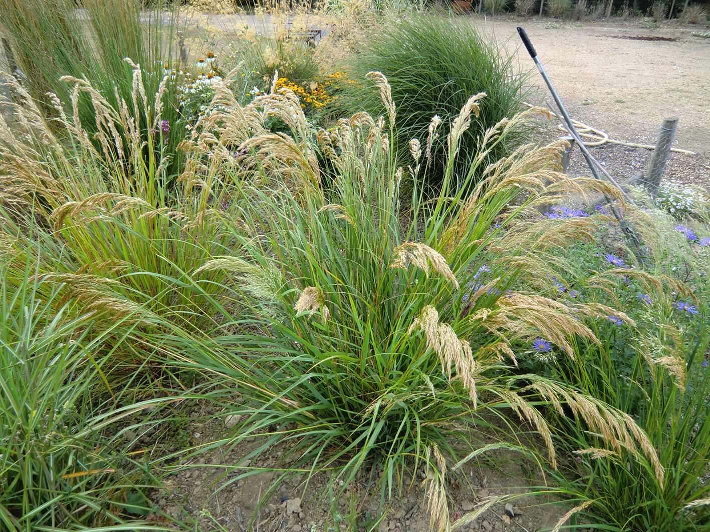 stipa calamagrostis