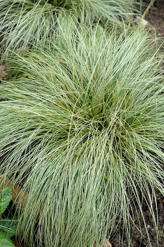 Carex Frosted Curls