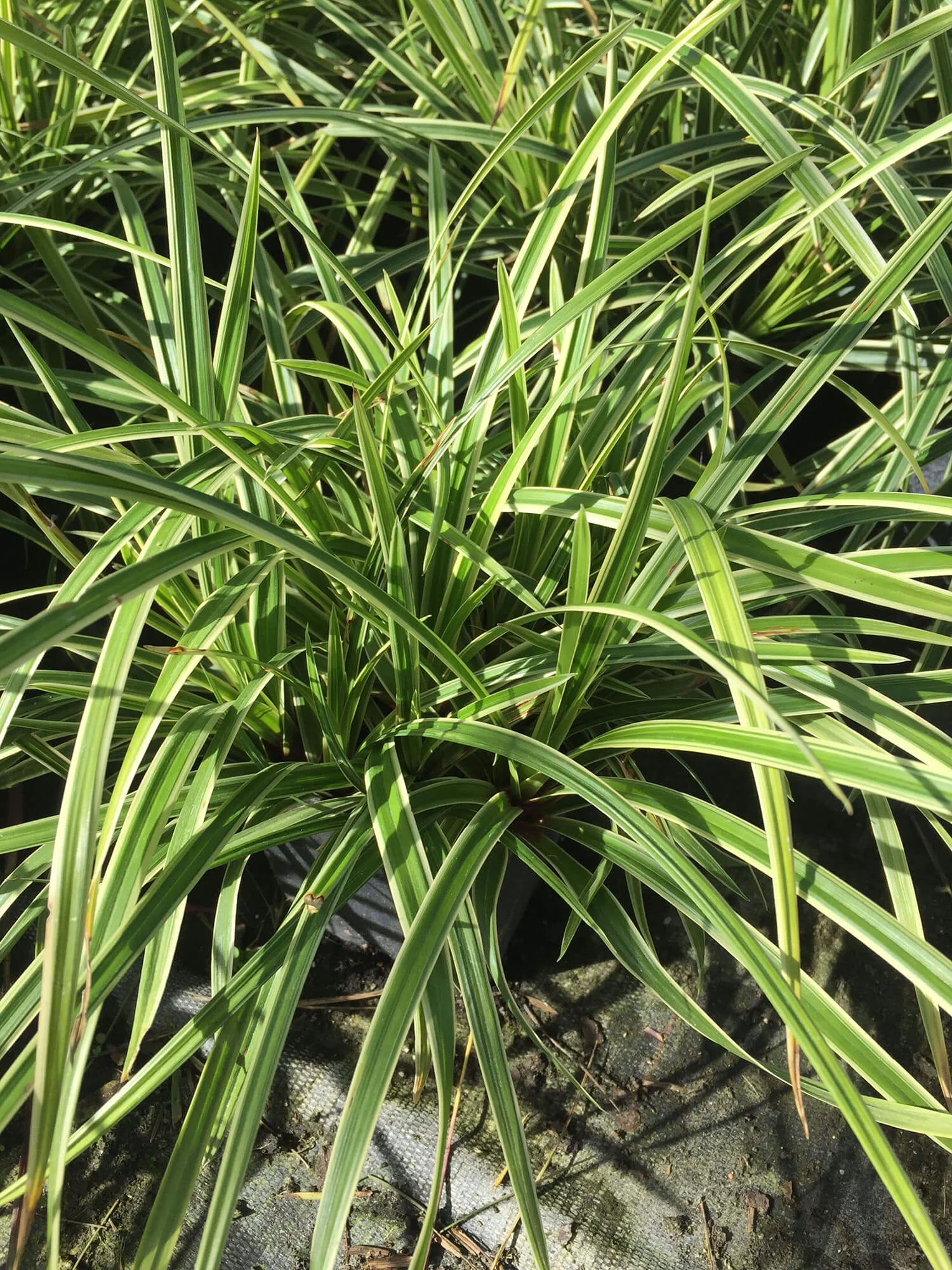 Carex morrowii Ice Dance