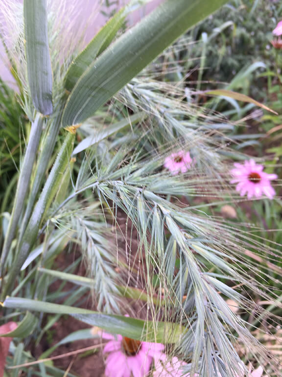 Elymus canadensis Icy Blue