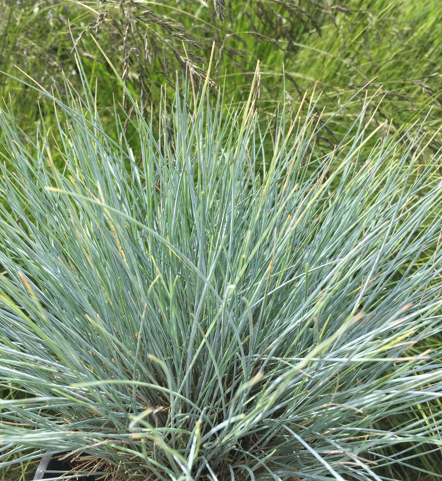 Festuca glauca Elijah Blue