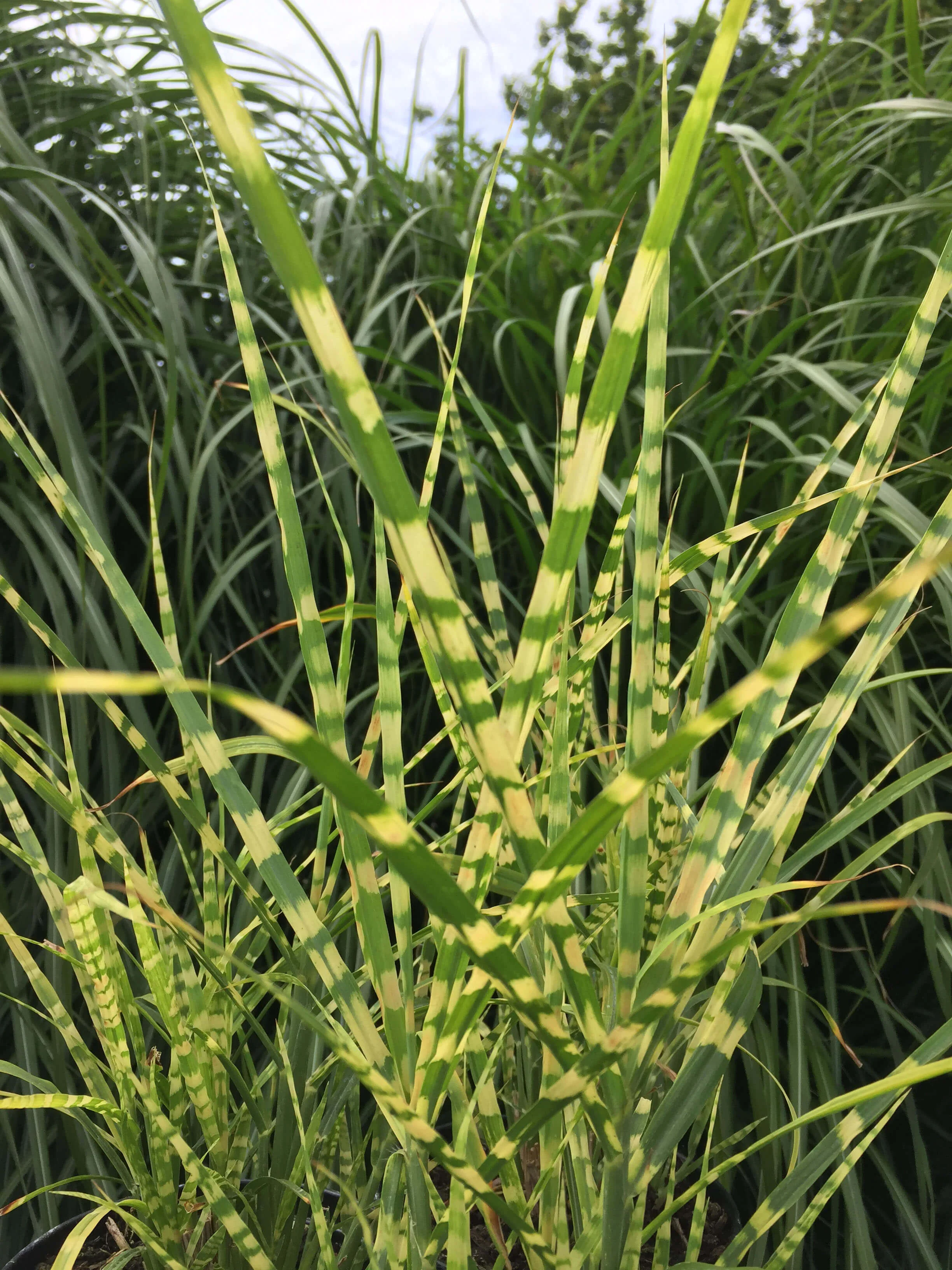 Miscanthus sinensis Gold Breeze