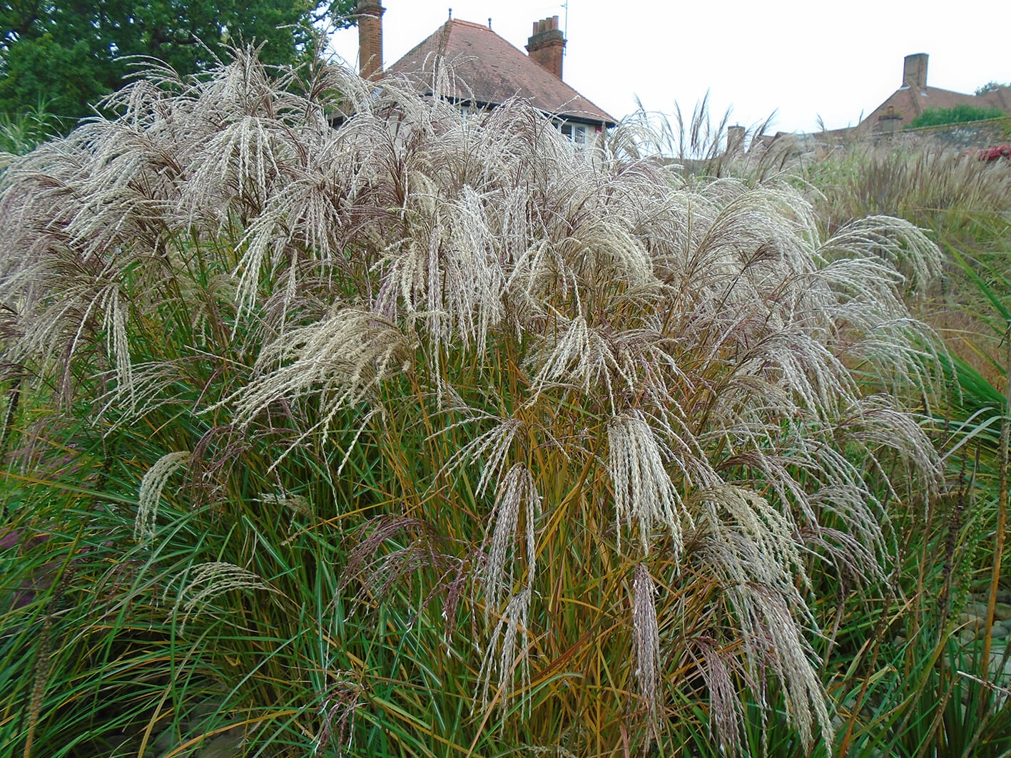 Miscanthus sinensis Kascade