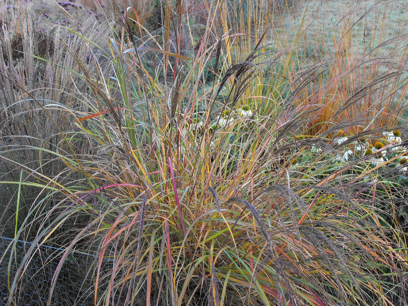 Miscanthus sinensis Krater