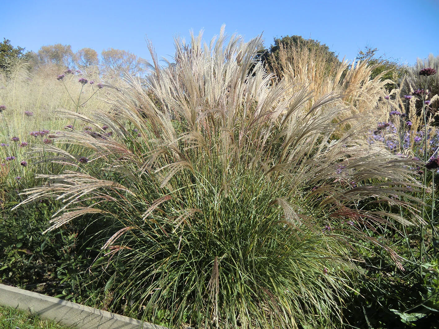 Miscanthus sinensis Little Kitten