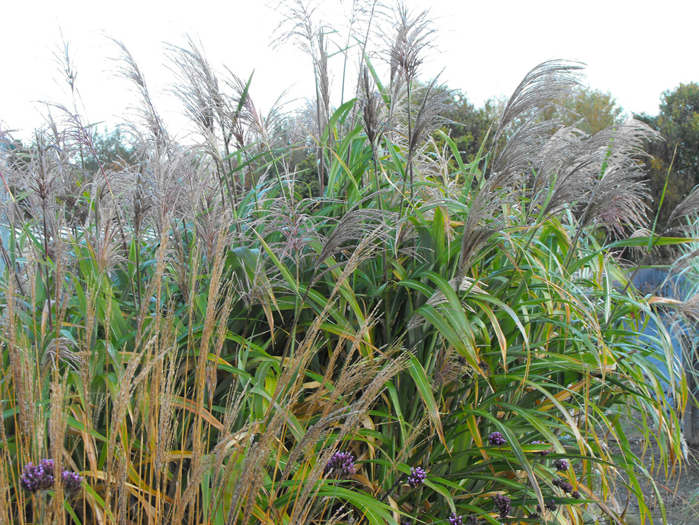 Miscanthus sinensis Rotfeder