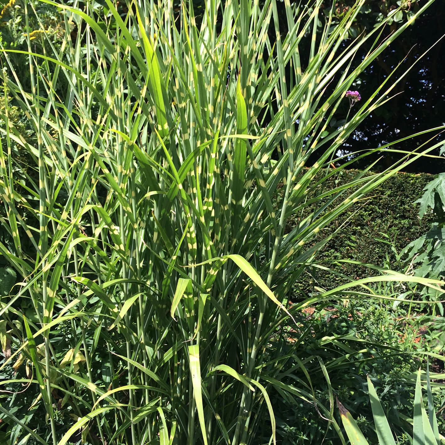 Miscanthus sinensis Strictus